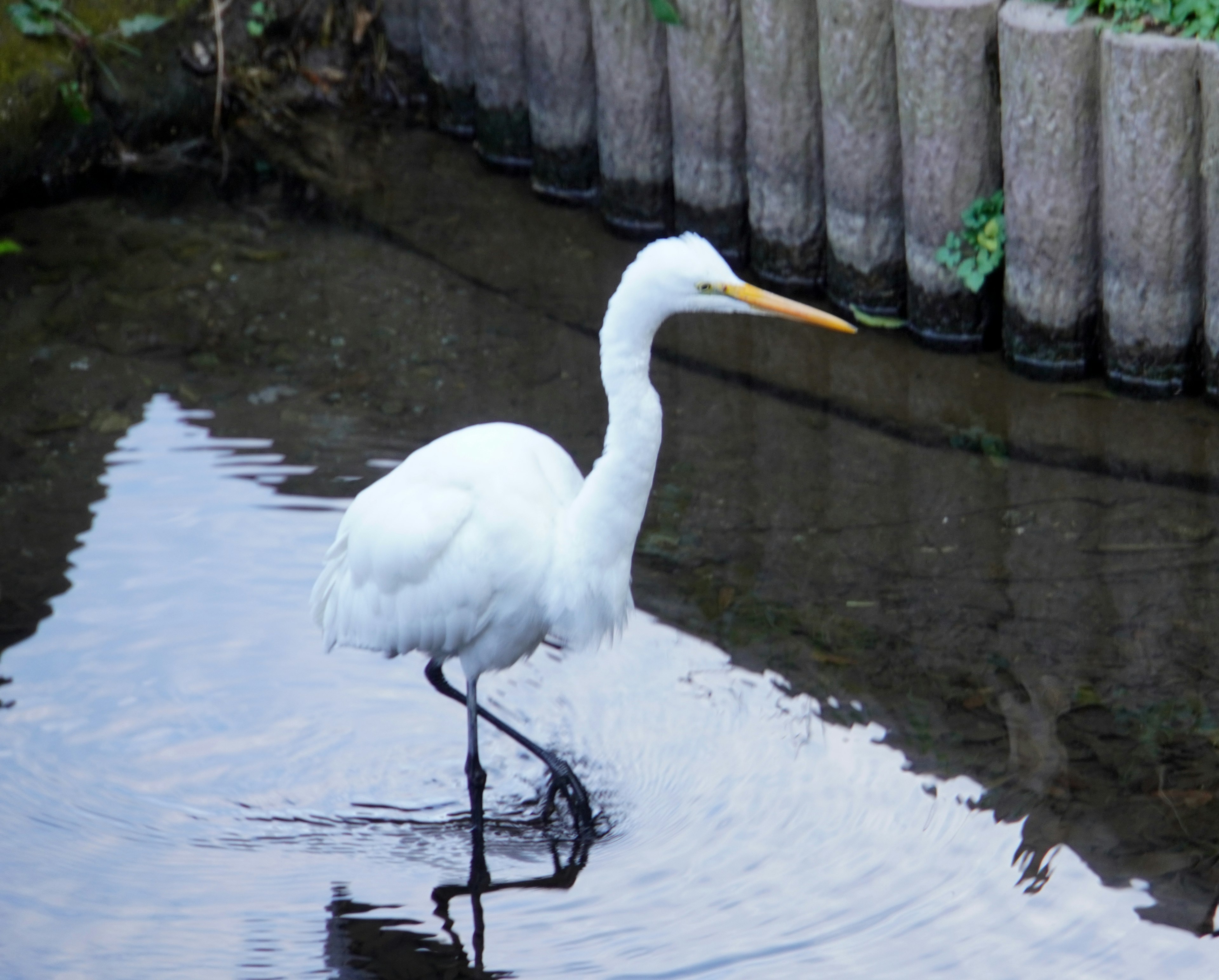 Ein weißer Reiher, der am Ufer steht