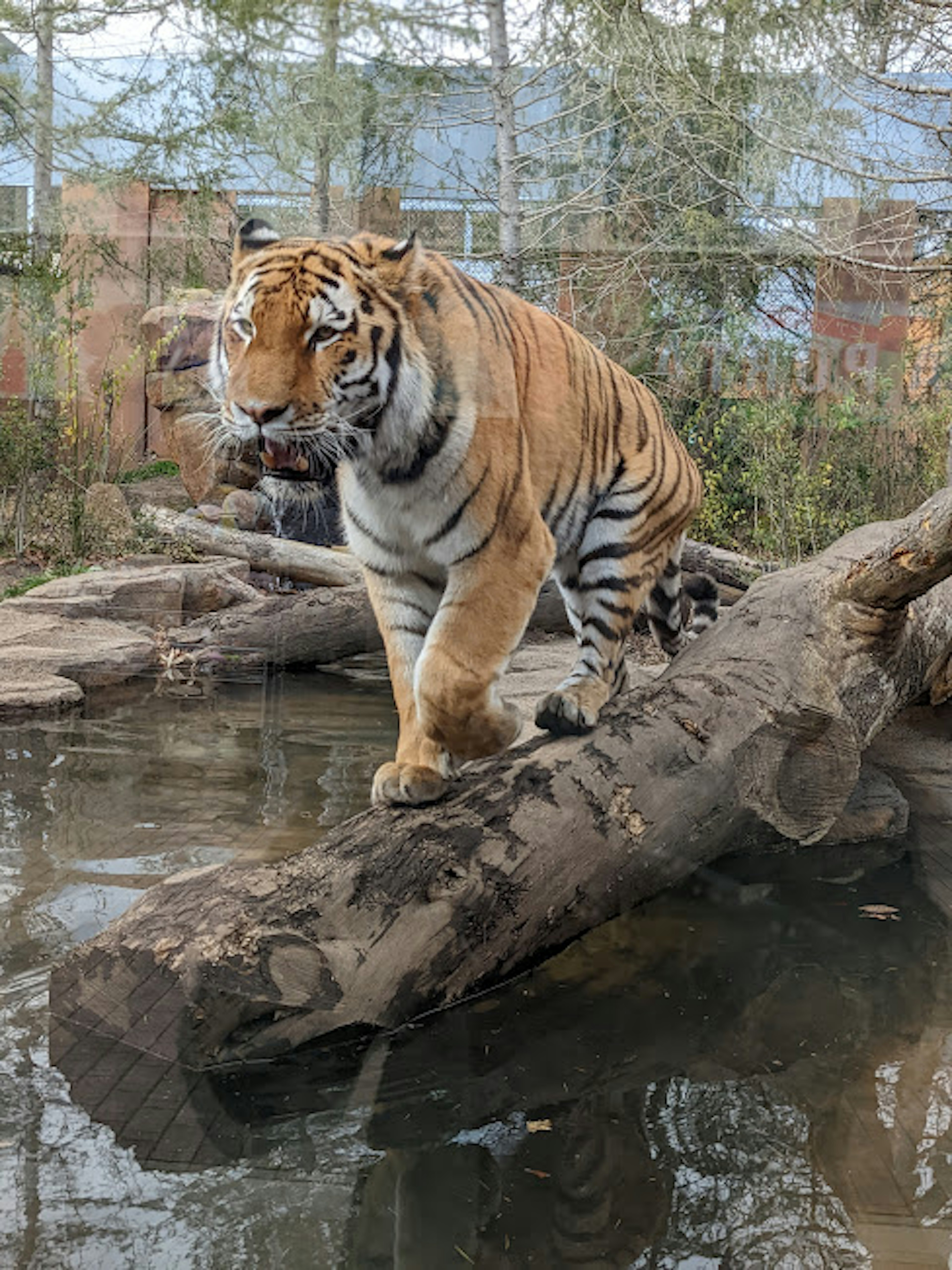 Harimau berdiri di atas kayu di tepi air