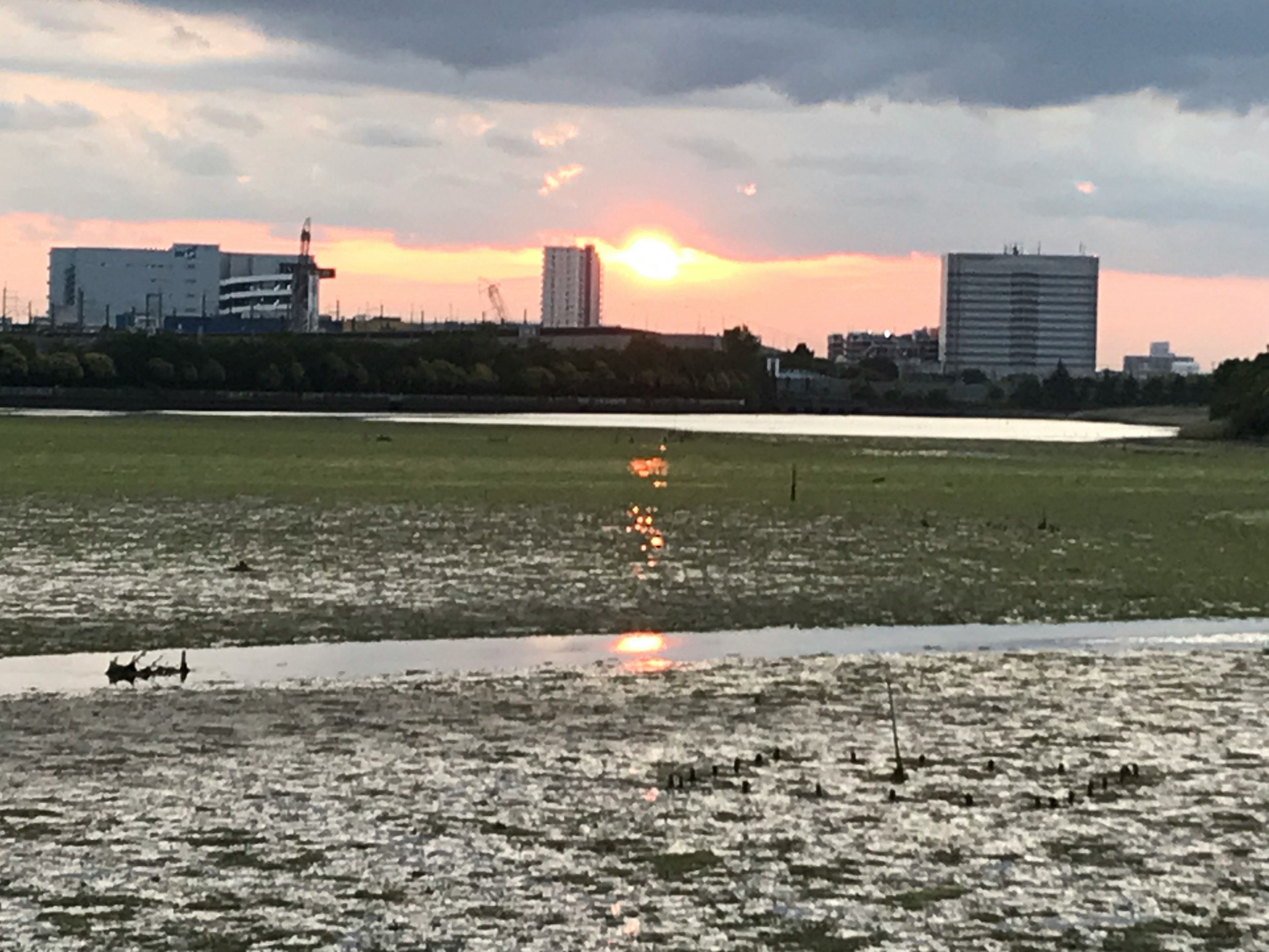 夕日が沈む湿地と都市の風景