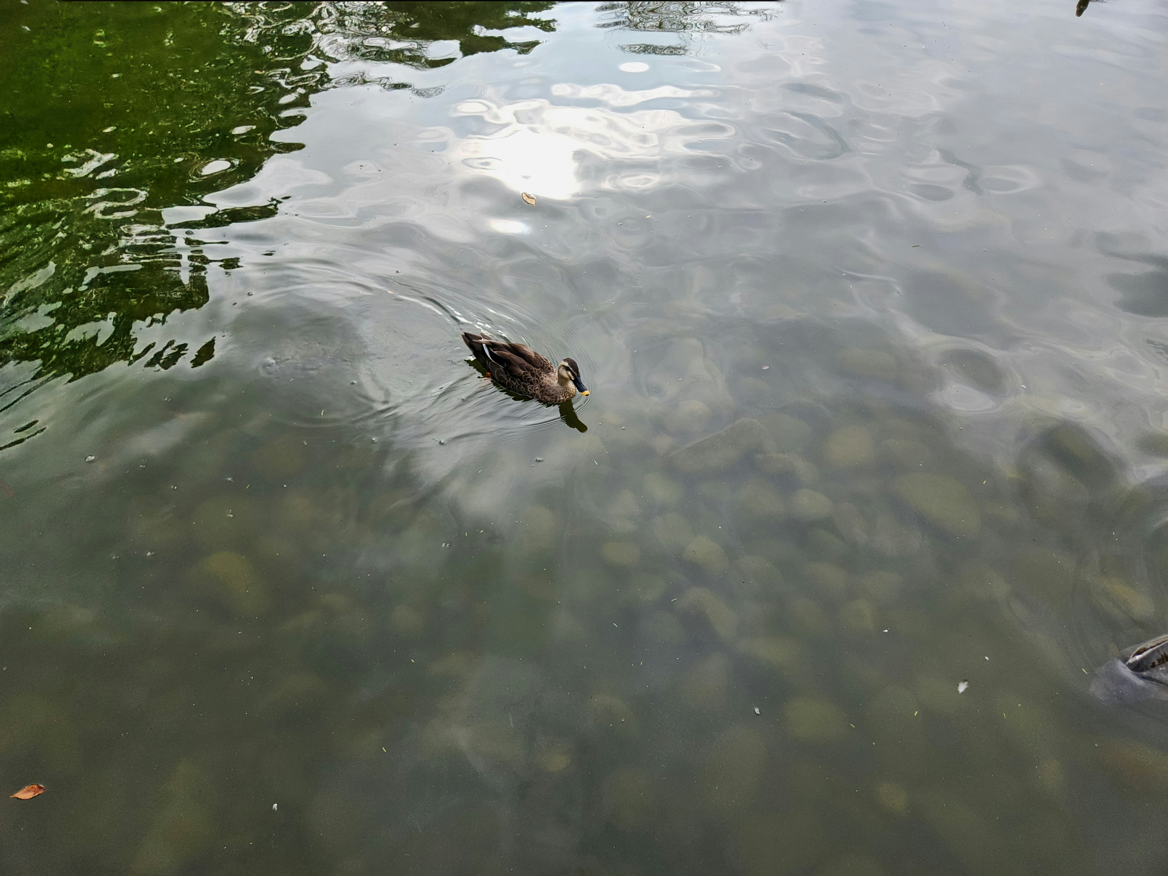 Eine Ente schwimmt an der Wasseroberfläche mit Steinen, die unter Wasser in einem ruhigen Teich sichtbar sind