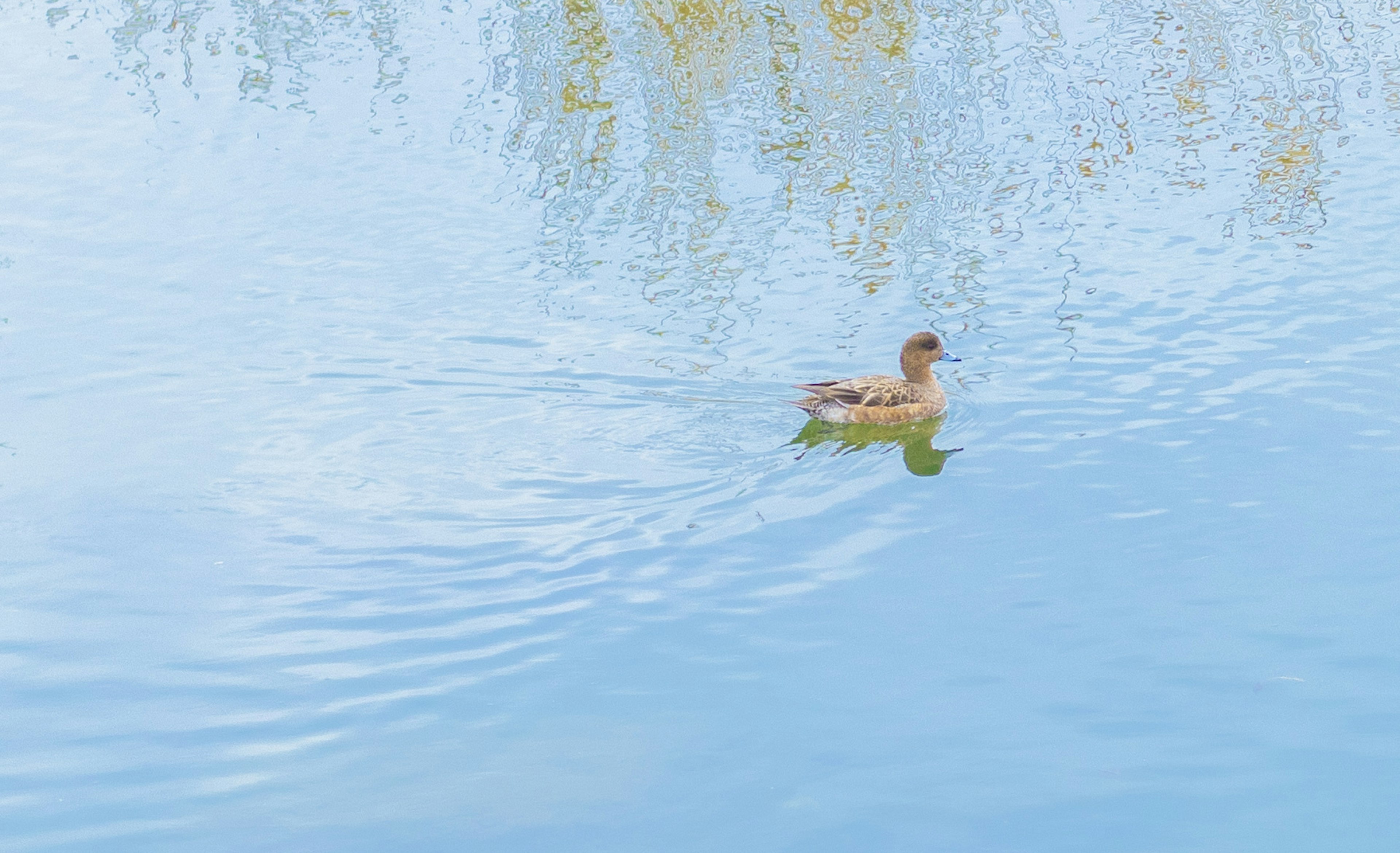 Duck swimming on the surface of a blue pond