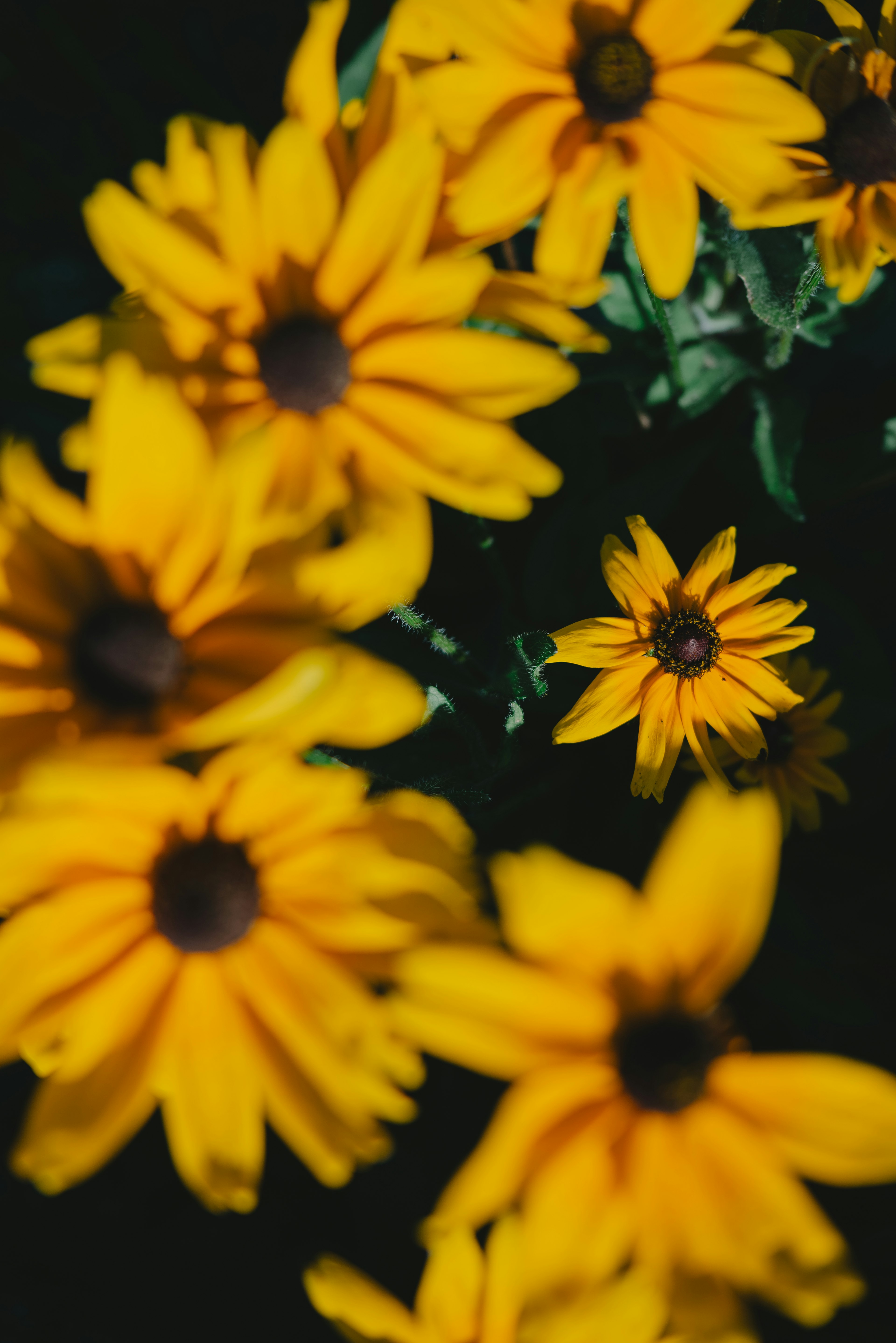 Lebendige gelbe Blumen in Blüte