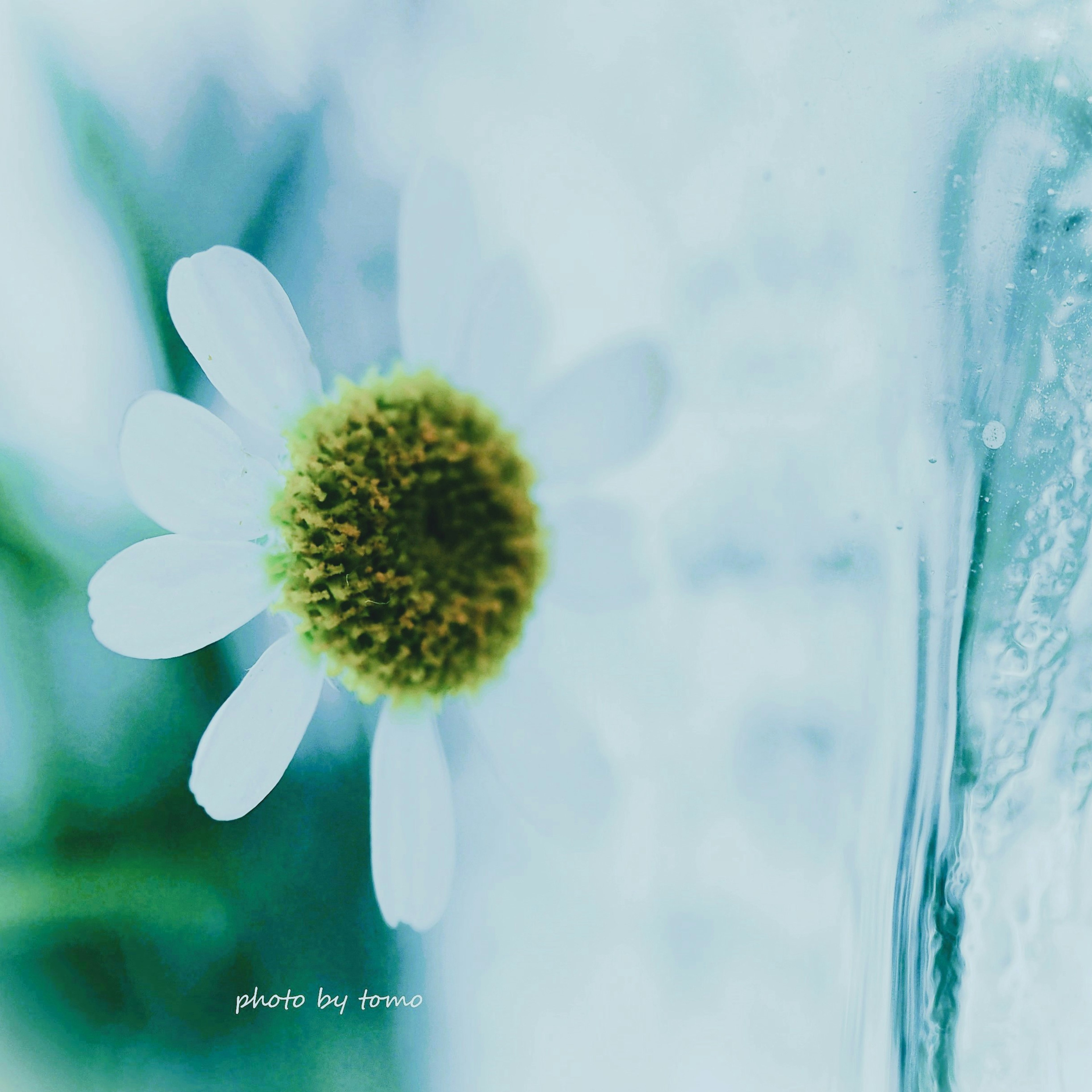 Primo piano di un fiore bianco con centro verde su sfondo blu