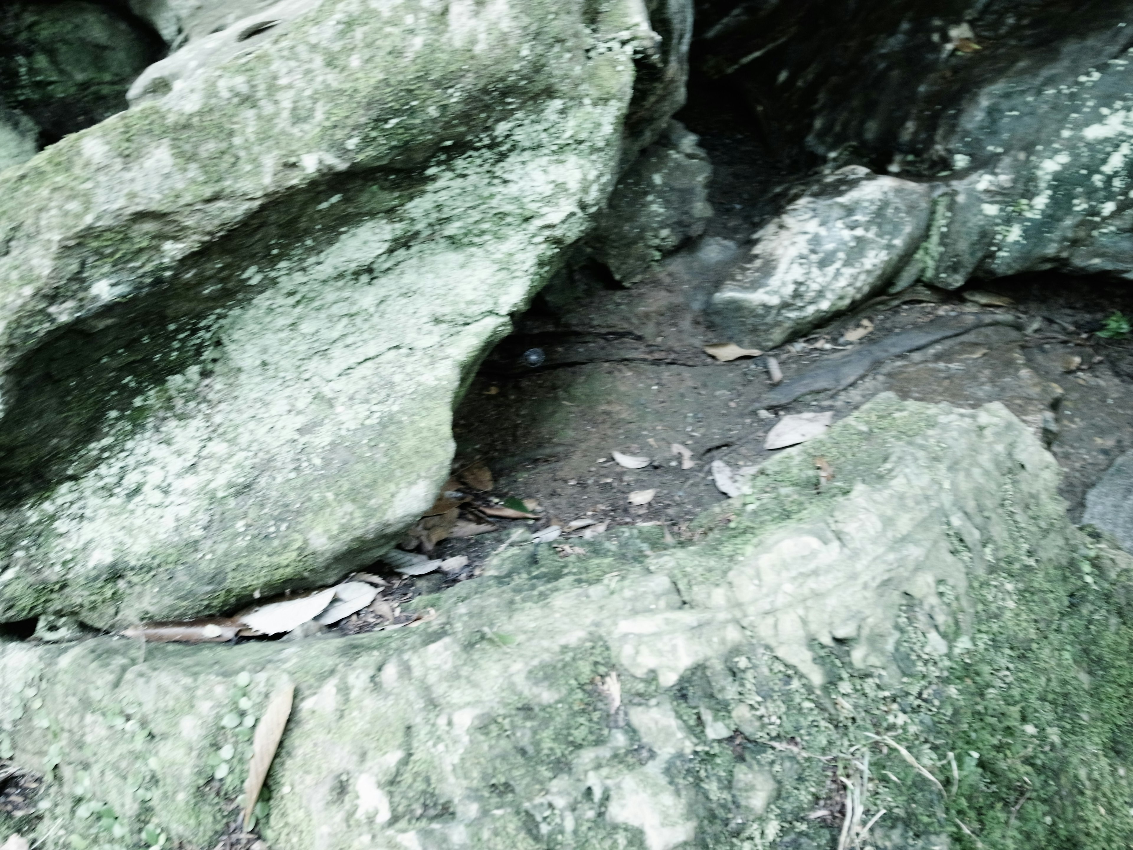 覆蓋苔蘚的岩石自然風景