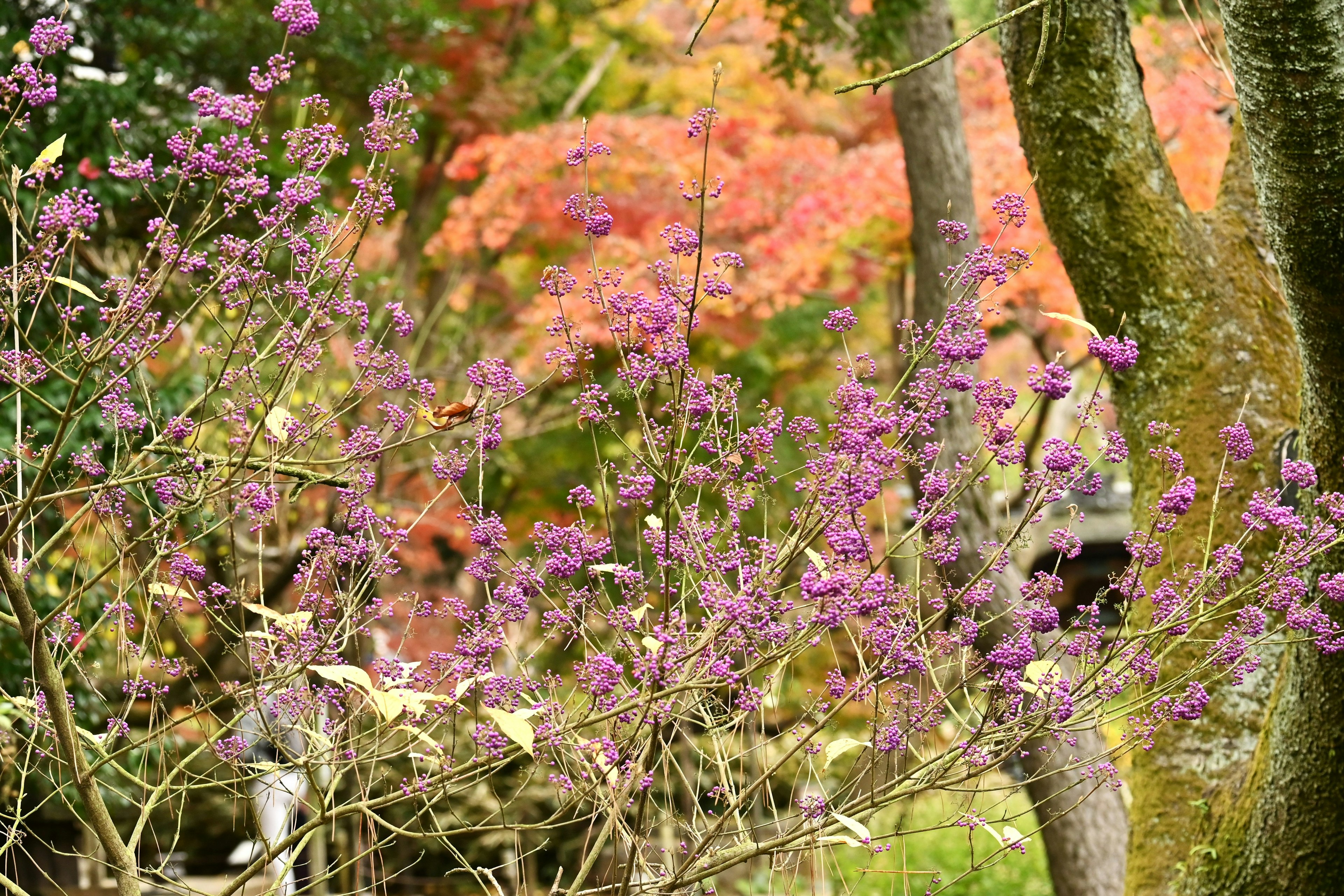 Ramas con flores moradas y follaje otoñal al fondo