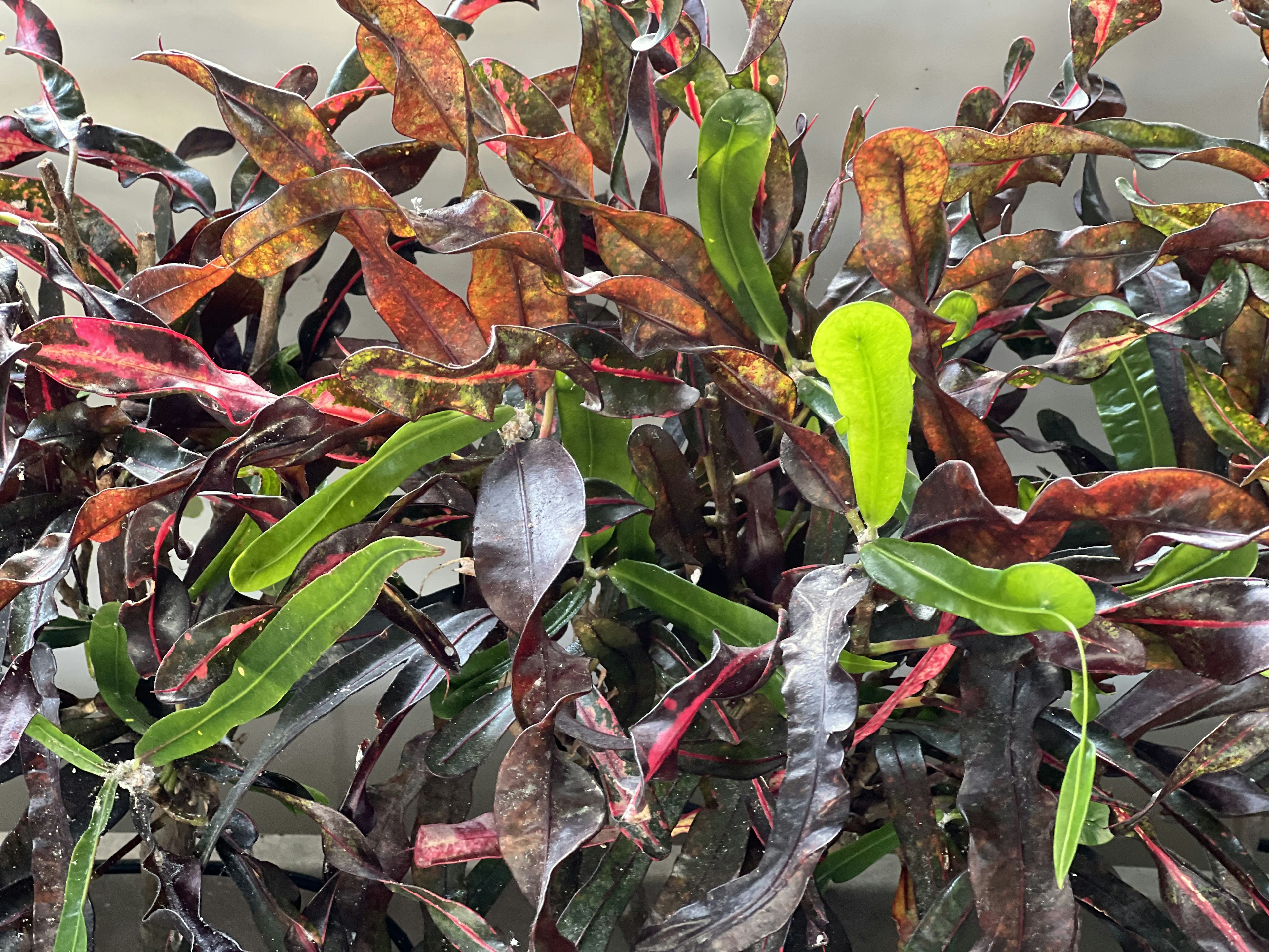 Close-up tanaman dengan daun berwarna-warni menampilkan daun hijau dan merah