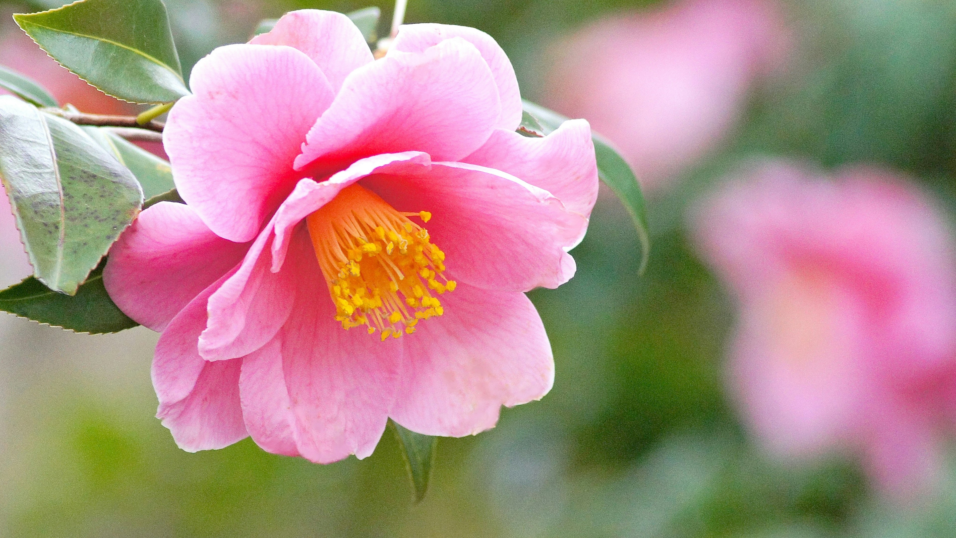 鮮やかなピンク色の椿の花とその周囲の緑の葉