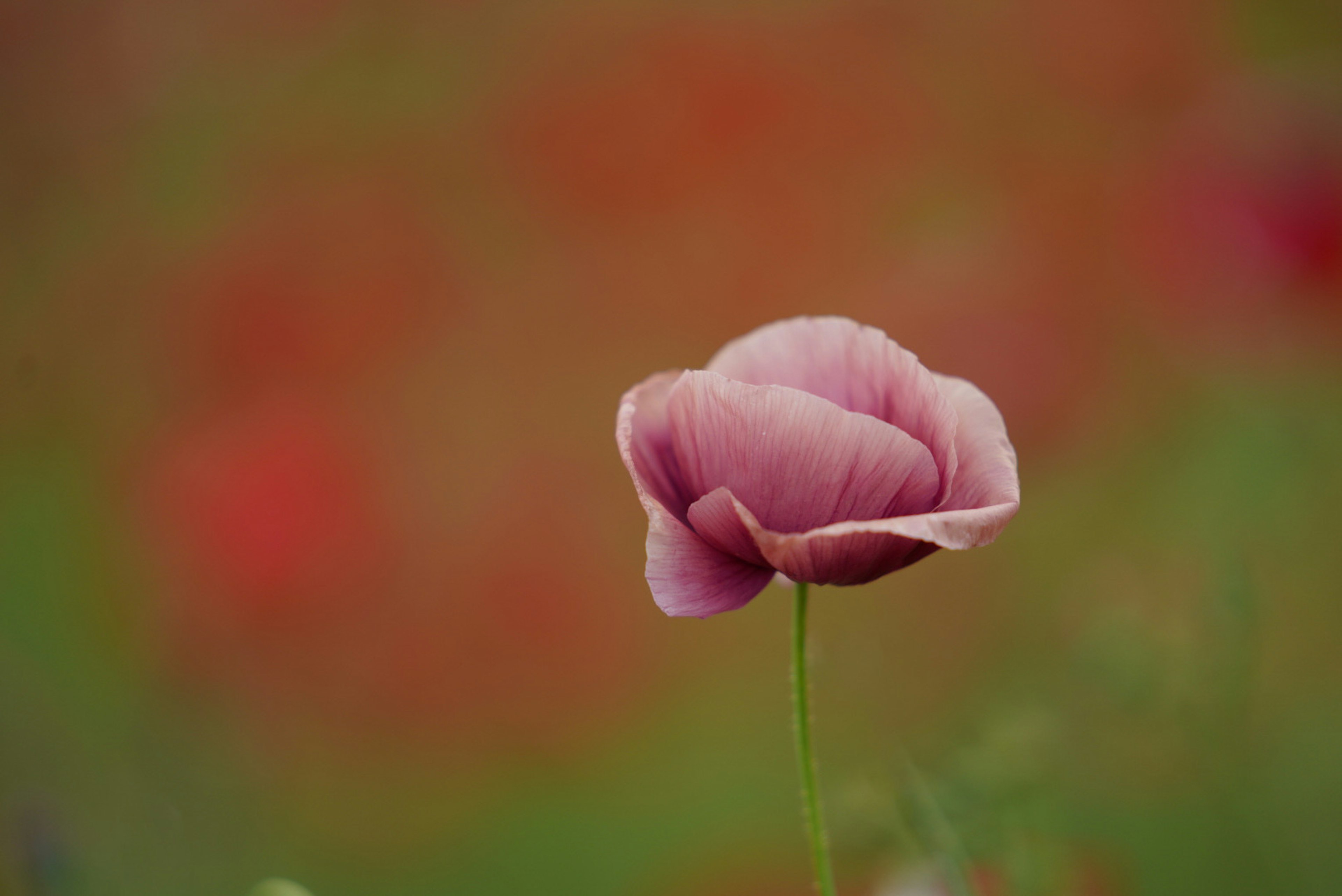 Une fleur rose pâle fleurissant sur une tige verte avec un fond rouge flou