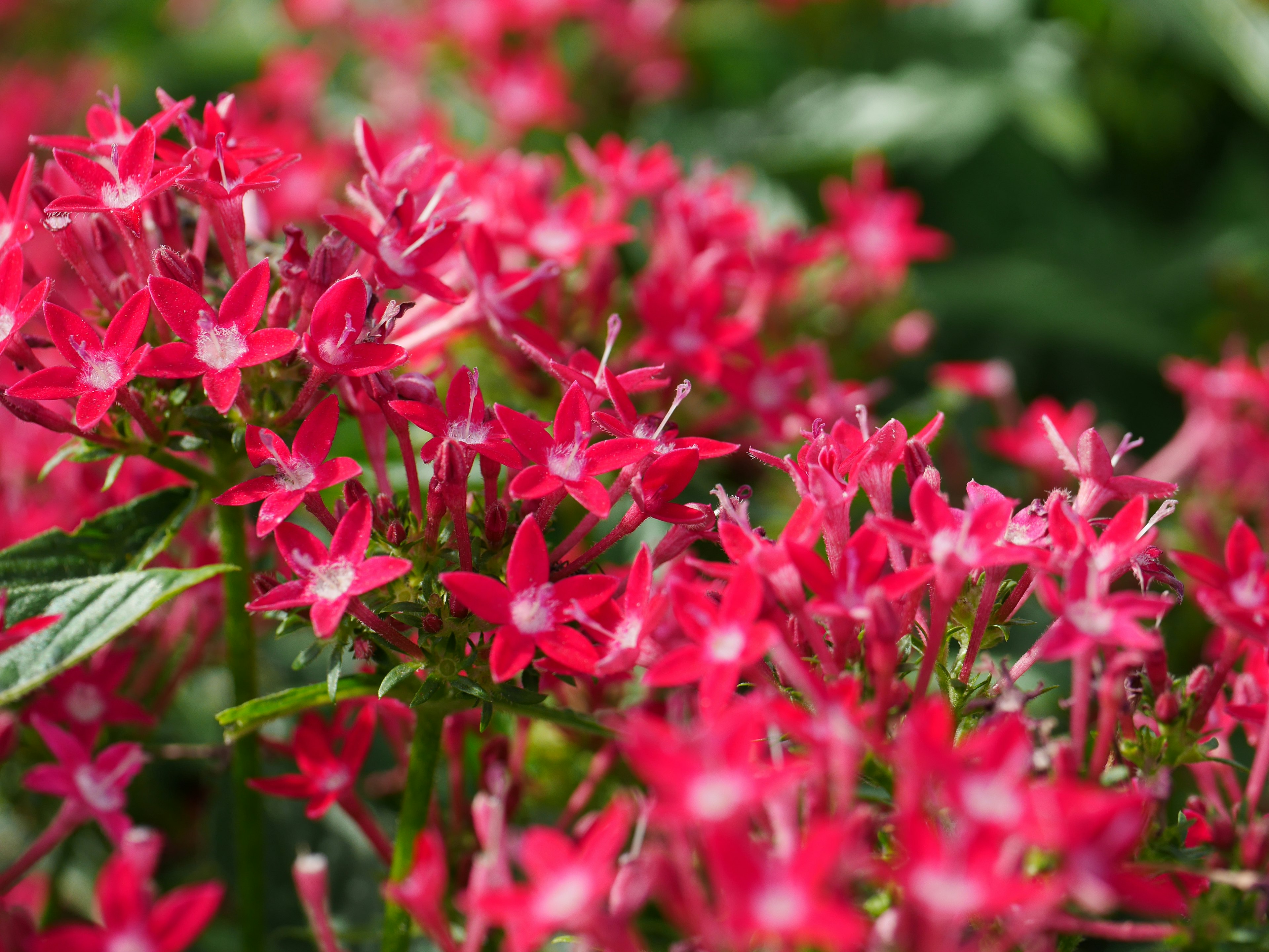 Bunga pink cerah mekar di taman subur