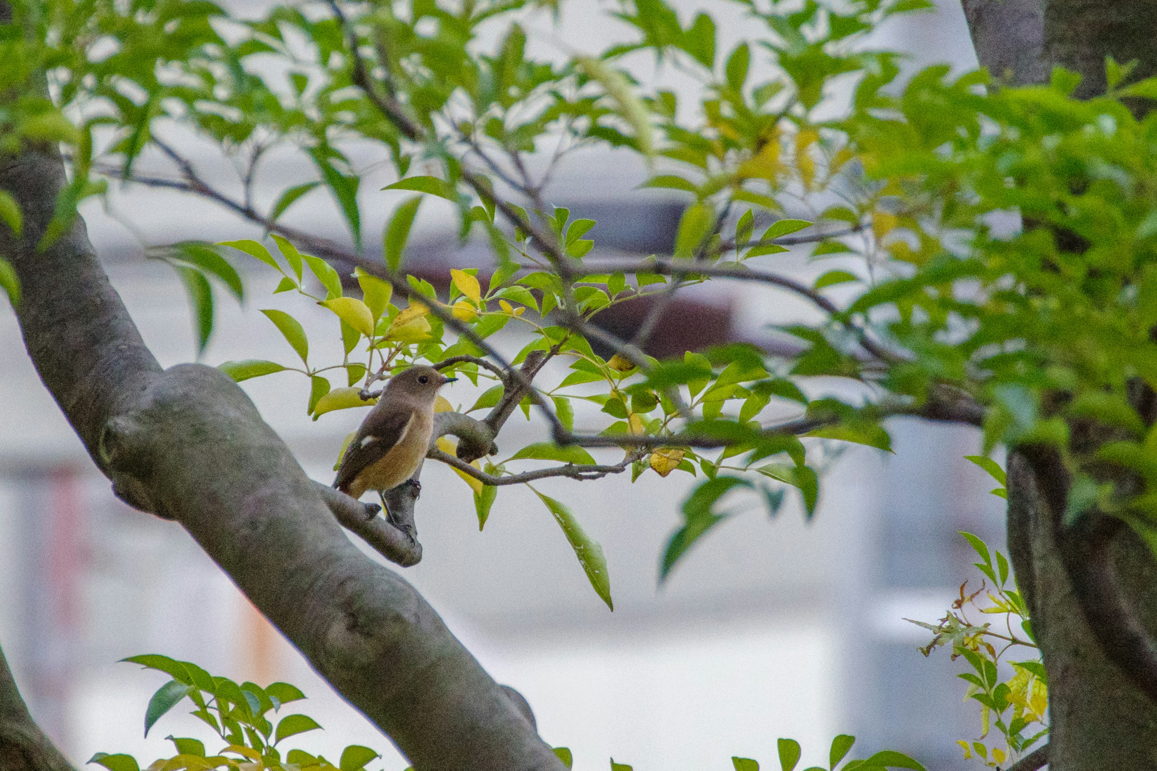 Ein kleiner Vogel sitzt auf einem Baumzweig, umgeben von grünen Blättern