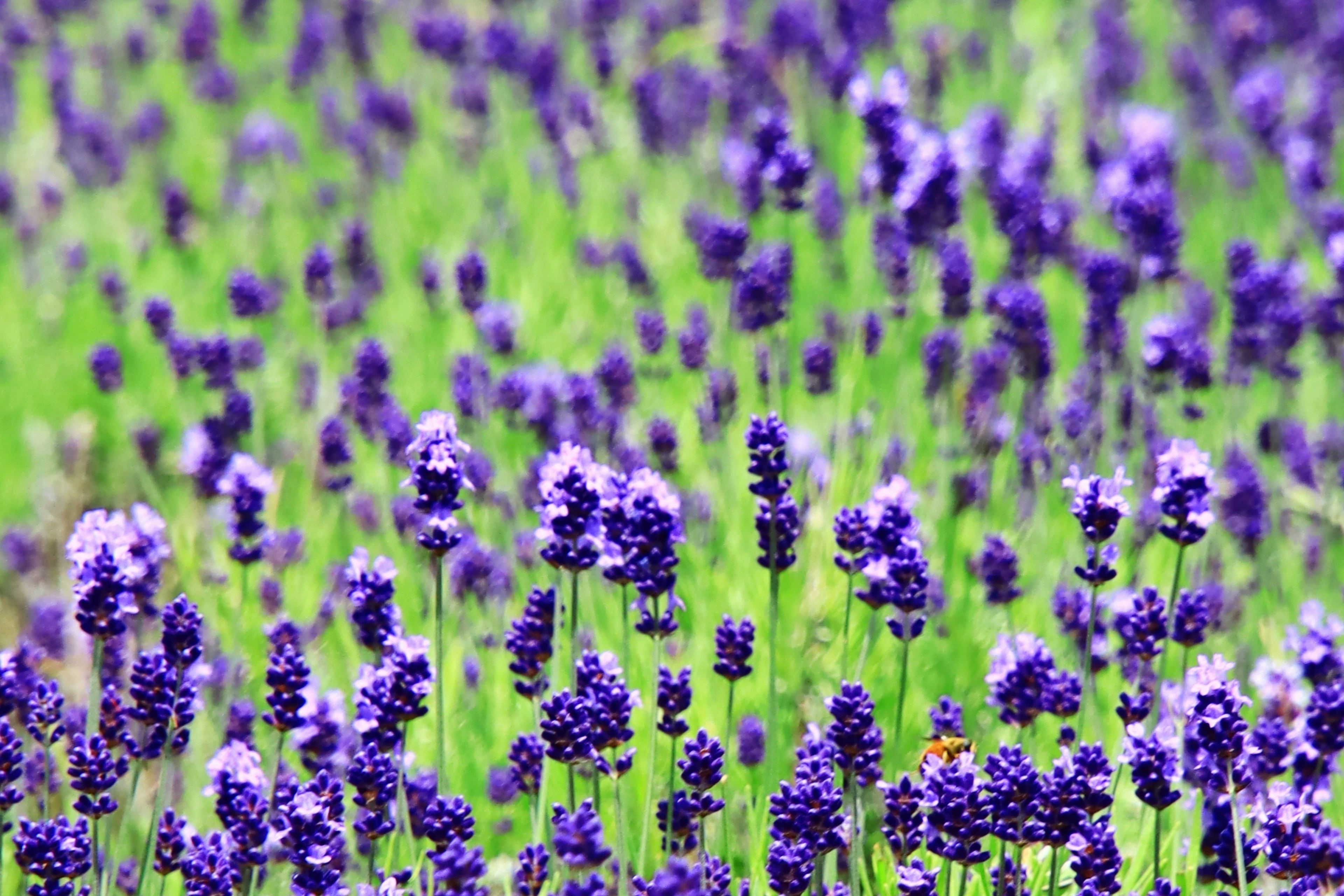 Un campo de flores de lavanda moradas sobre un fondo verde