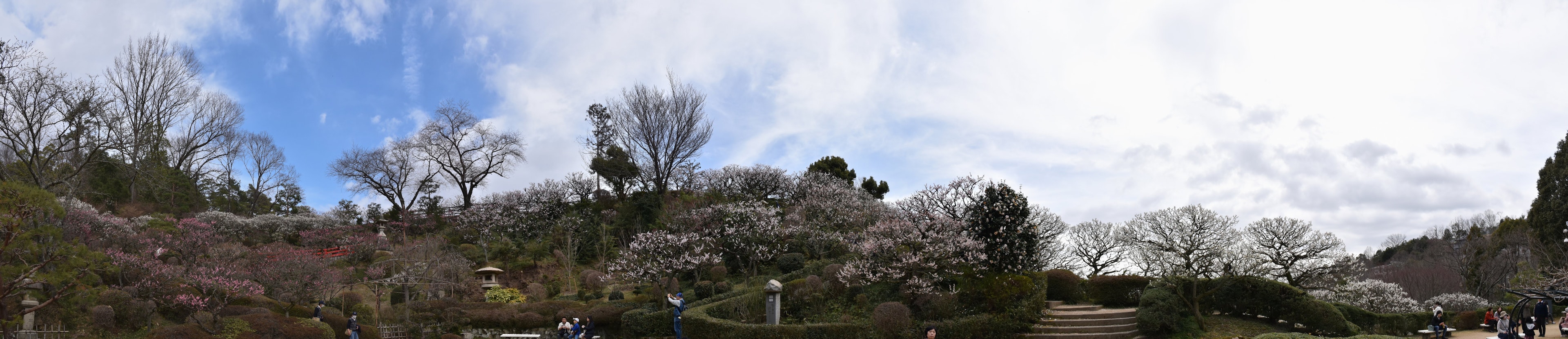 Vue panoramique de cerisiers en fleurs et ciel bleu