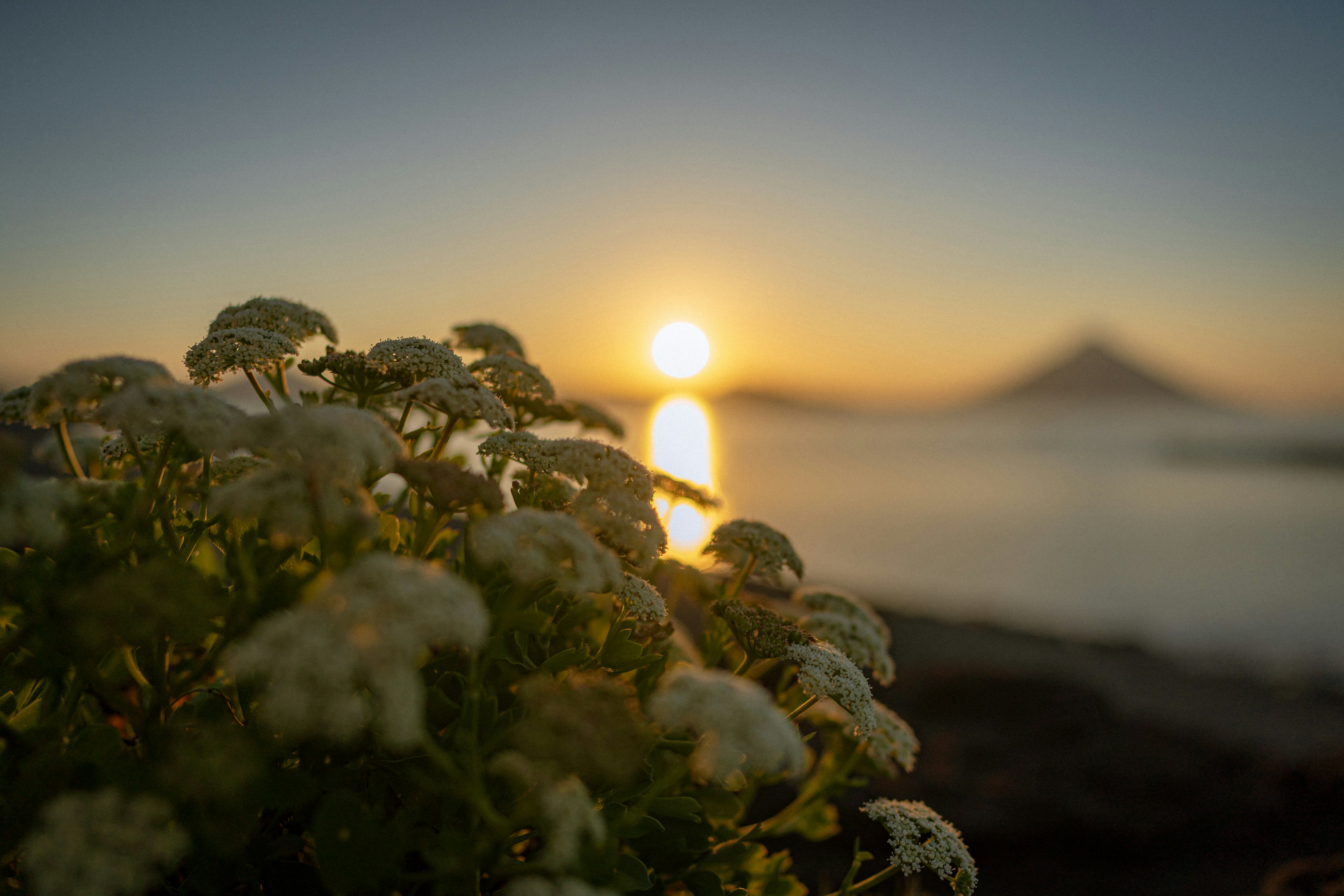 夕日を背景にした花のクローズアップ美しい風景