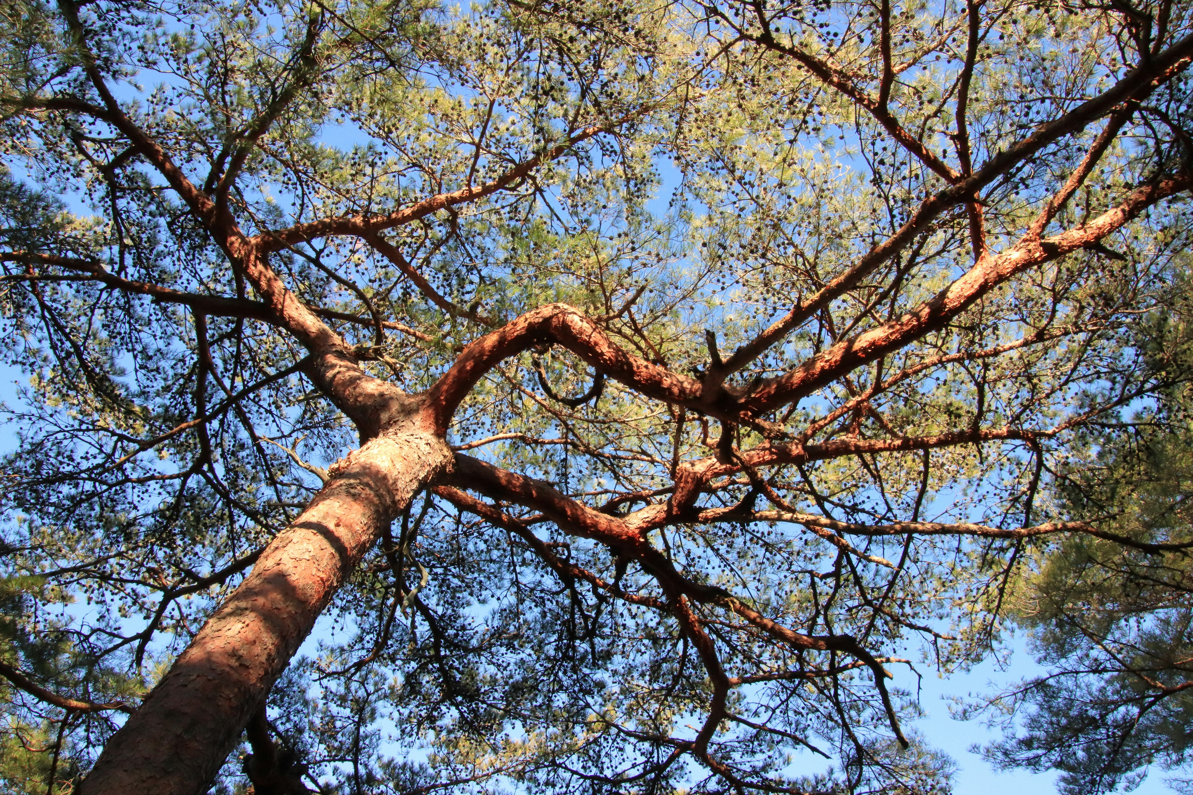 Ramas y hojas de un pino bajo un cielo azul