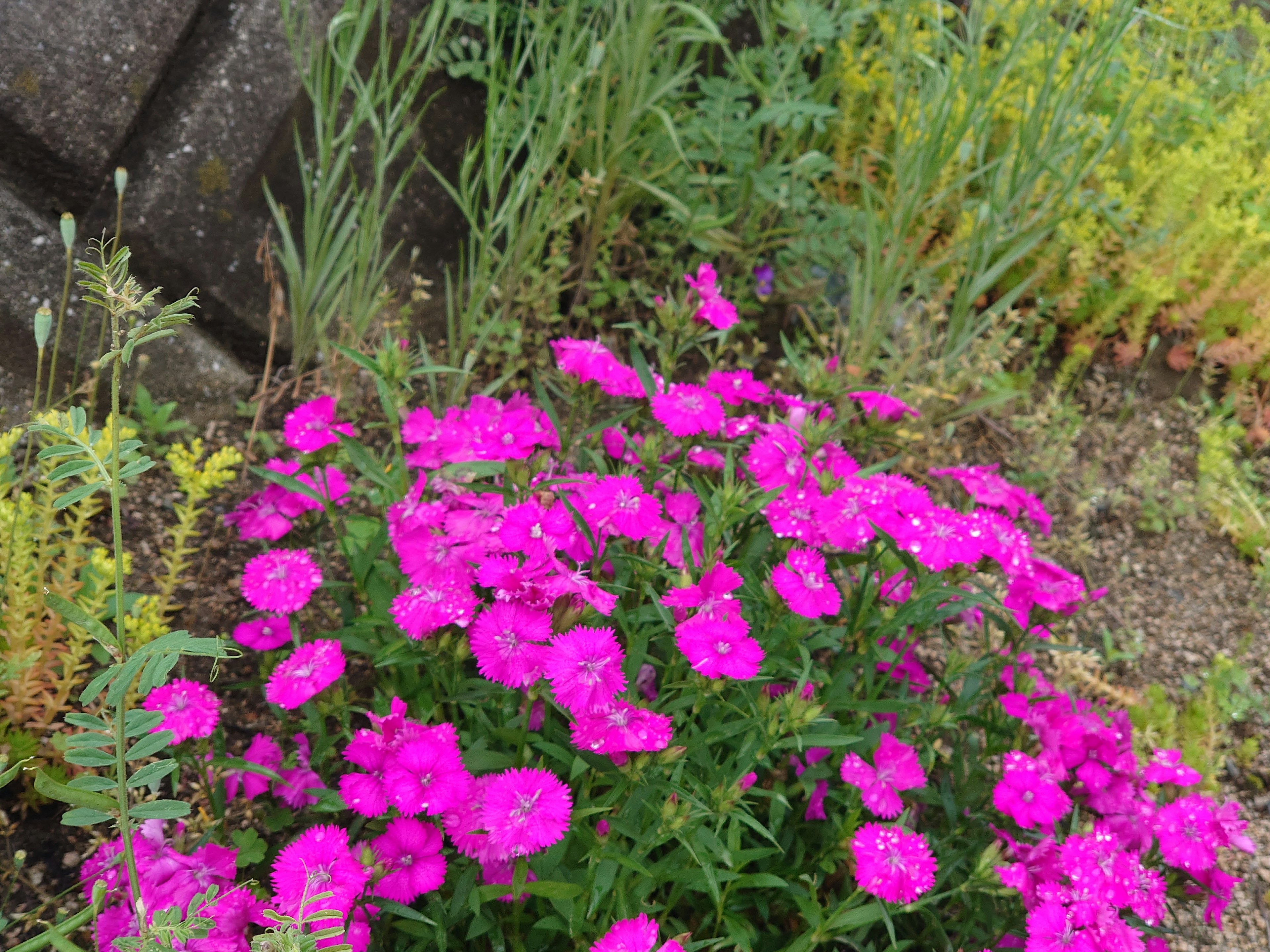 Kedekatan bunga pink cerah di taman