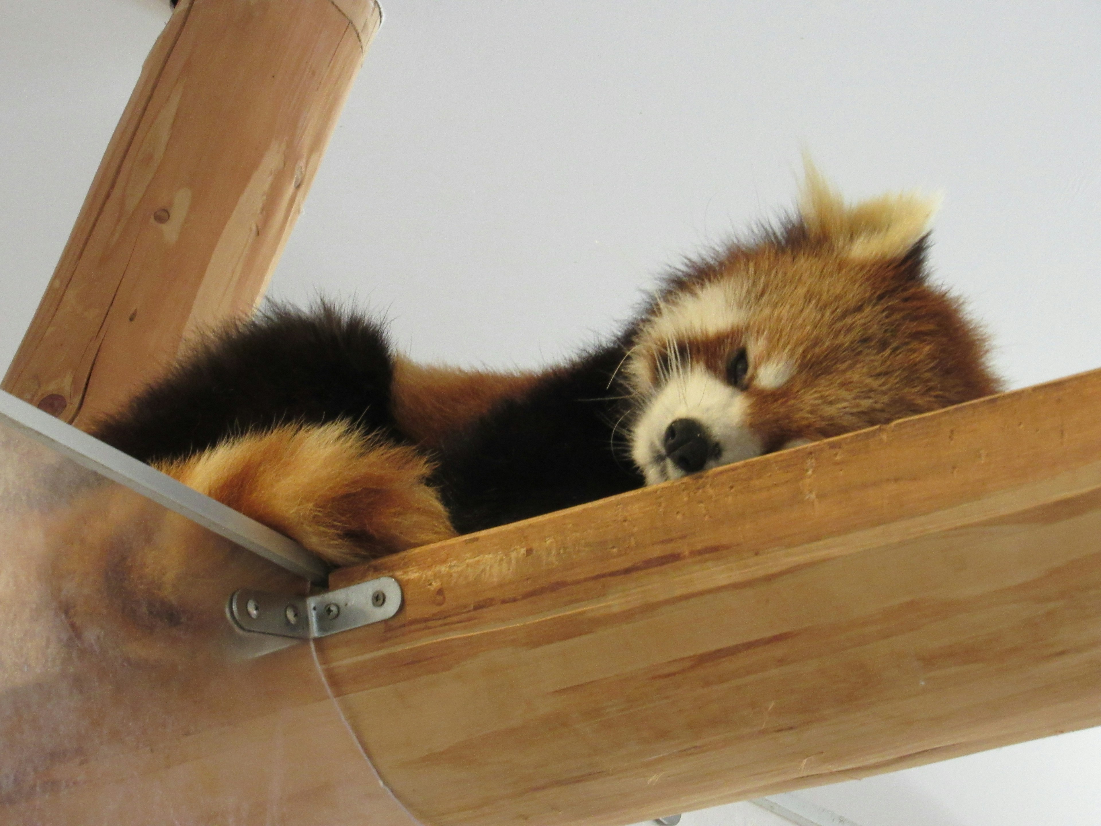 Red panda sleeping on a wooden beam