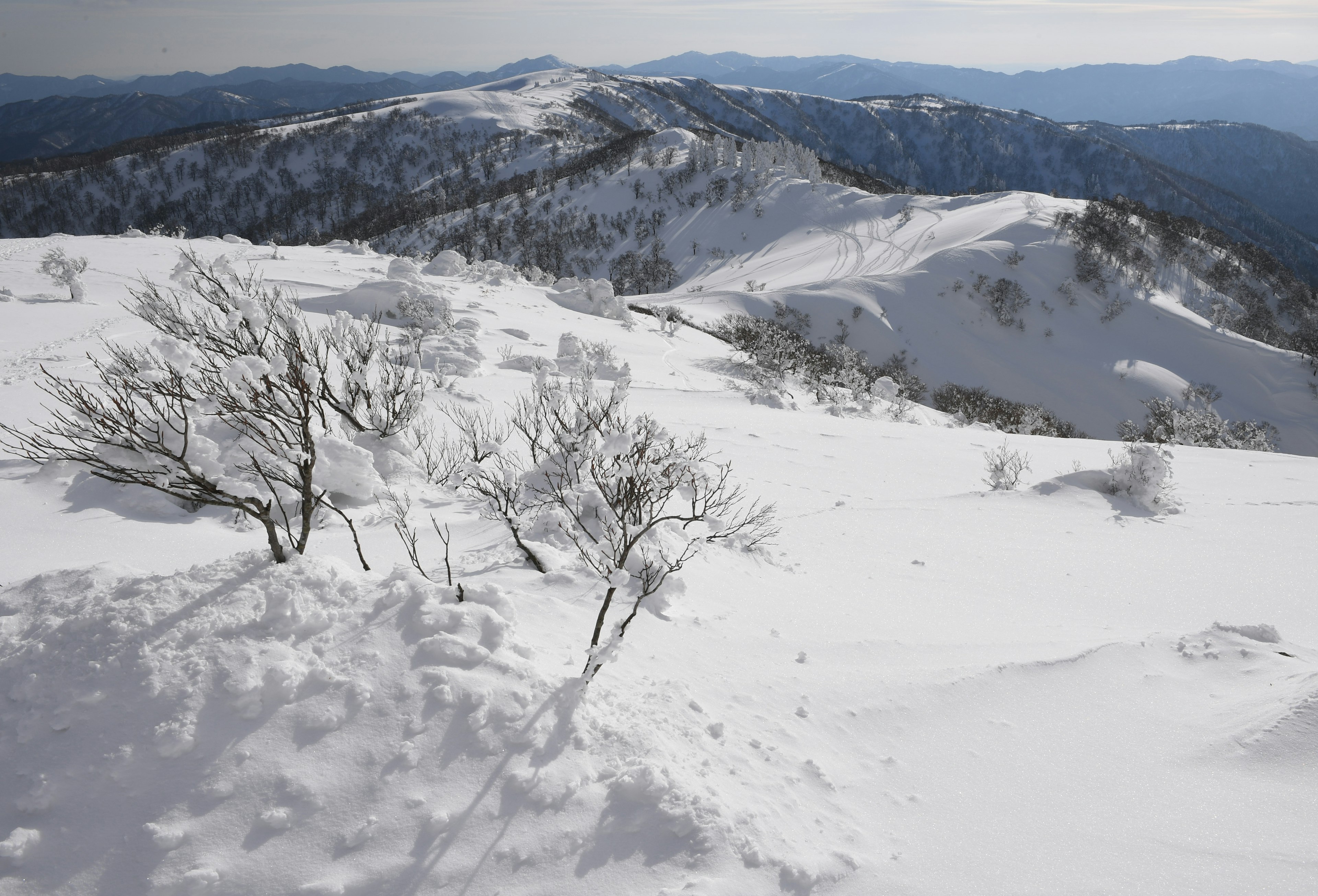 Snow-covered mountains and trees landscape