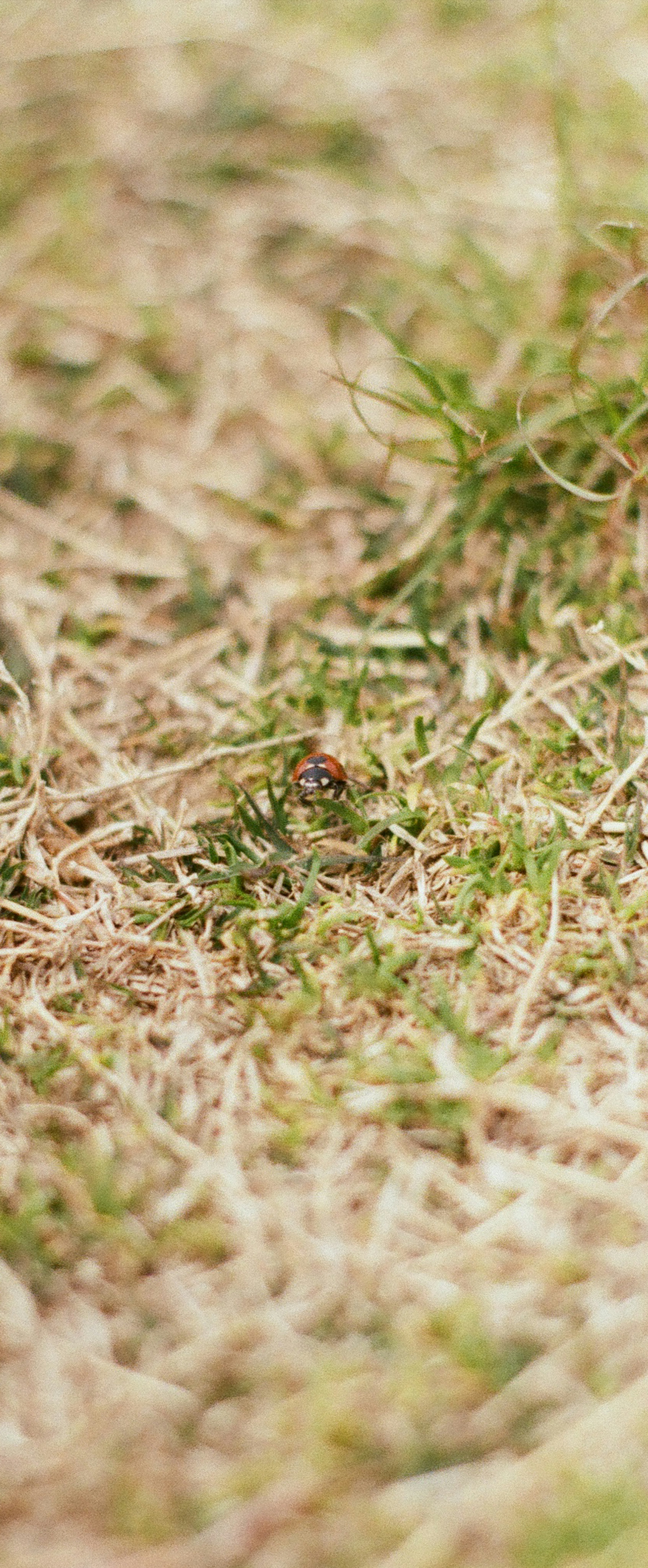 乾燥した草地の中に緑の草が見える画像