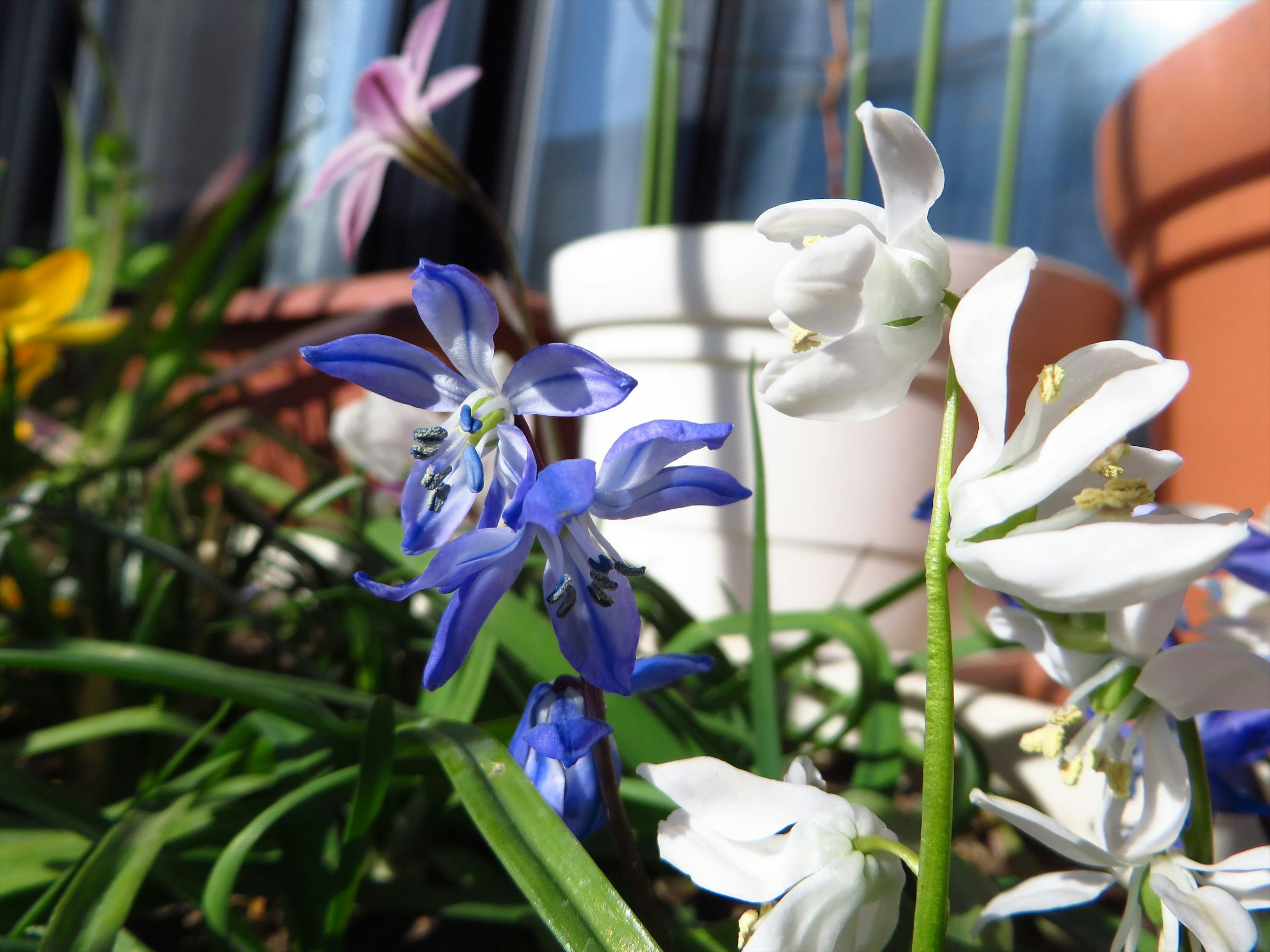 Nahaufnahme von blauen und weißen Blumen in einem Garten