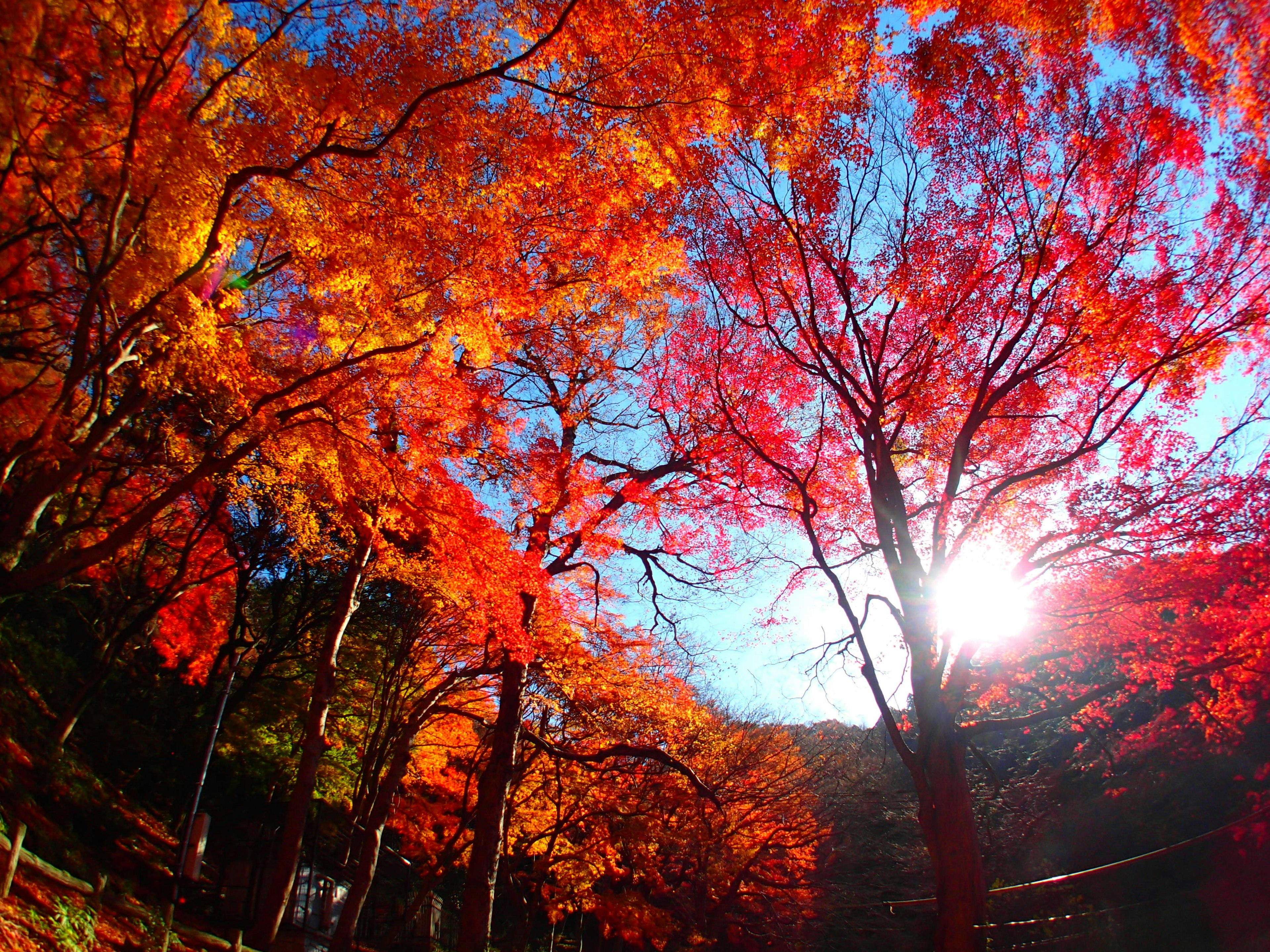 鮮やかな紅葉の木々と青空の下に輝く太陽