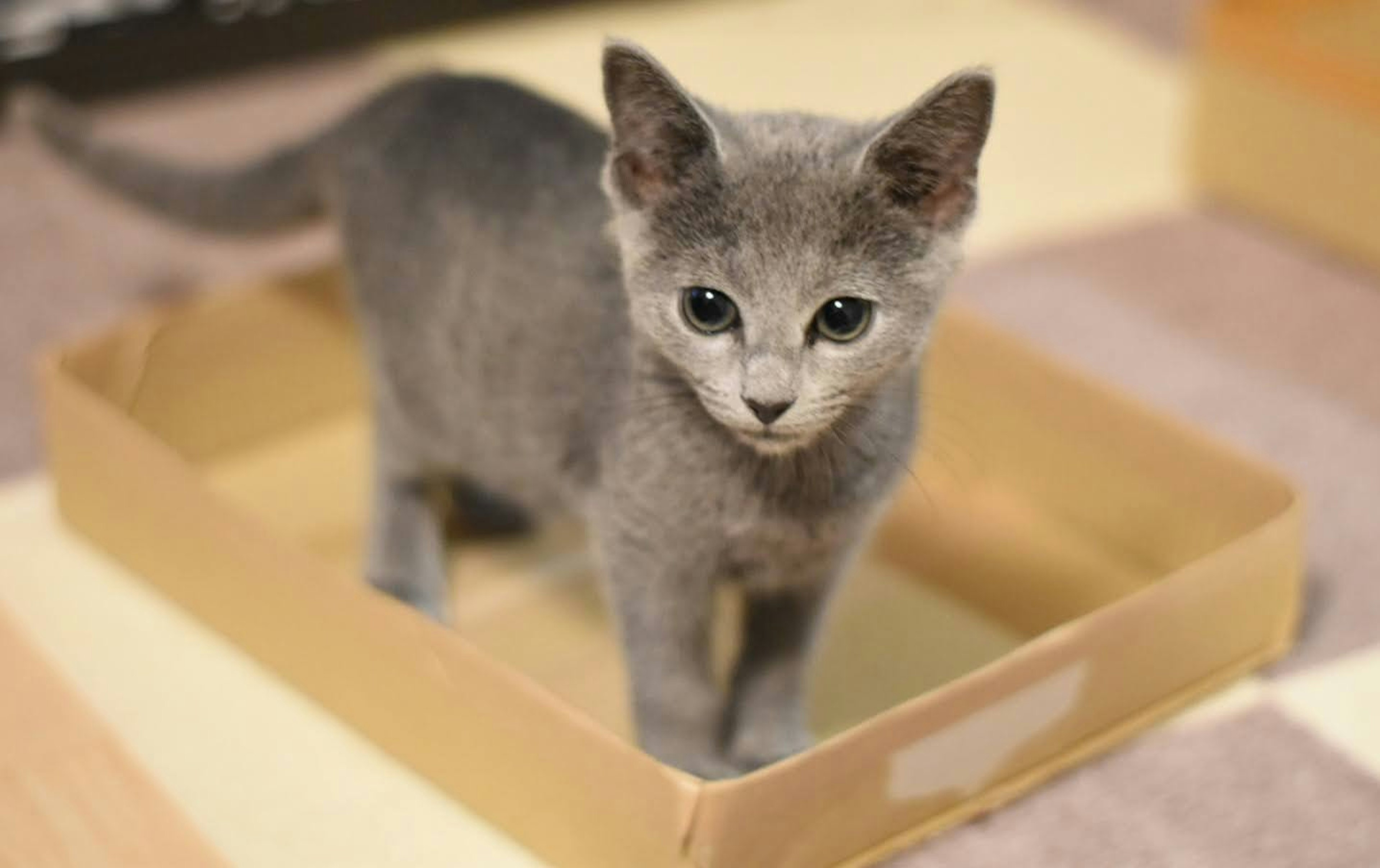 Kucing abu-abu berdiri di dalam kotak kardus