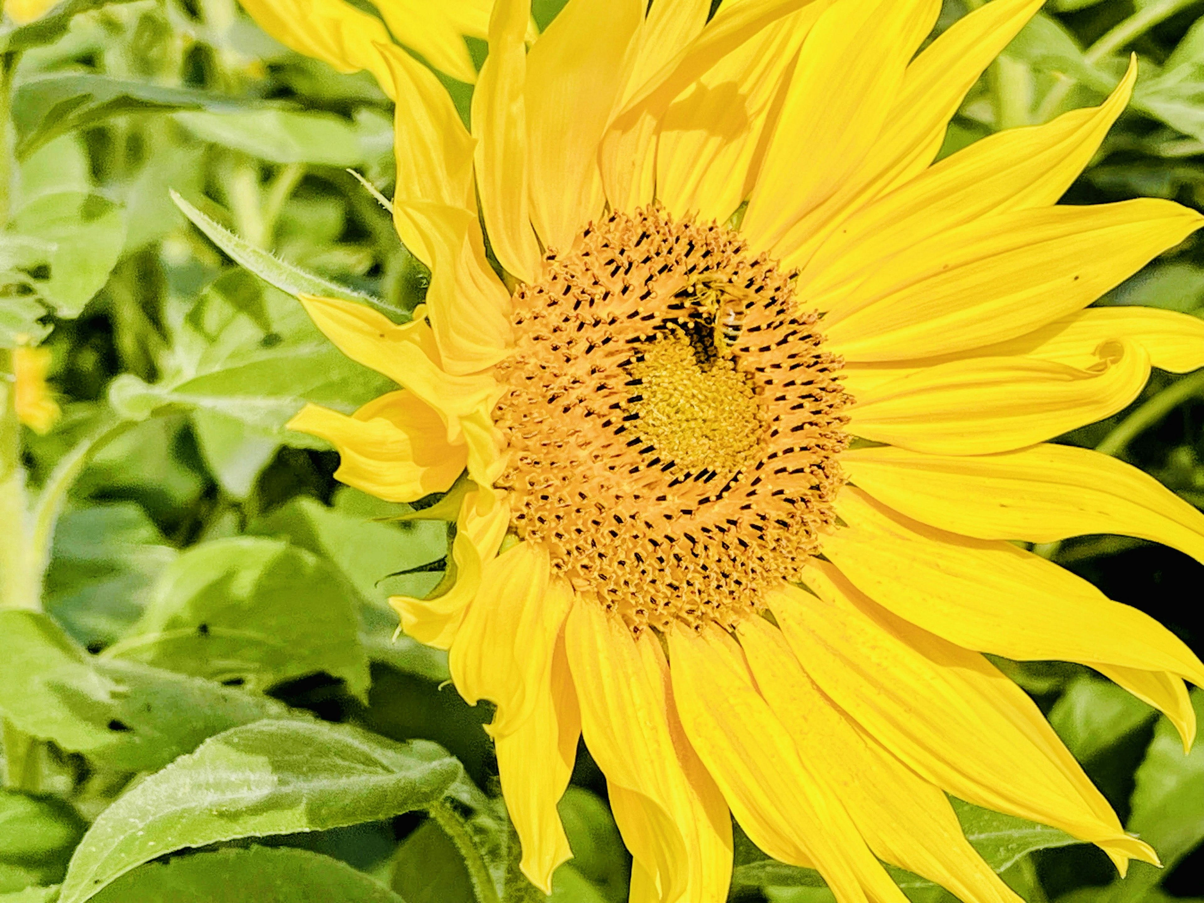 Lebensfroher gelber Sonnenblume umgeben von grünen Blättern