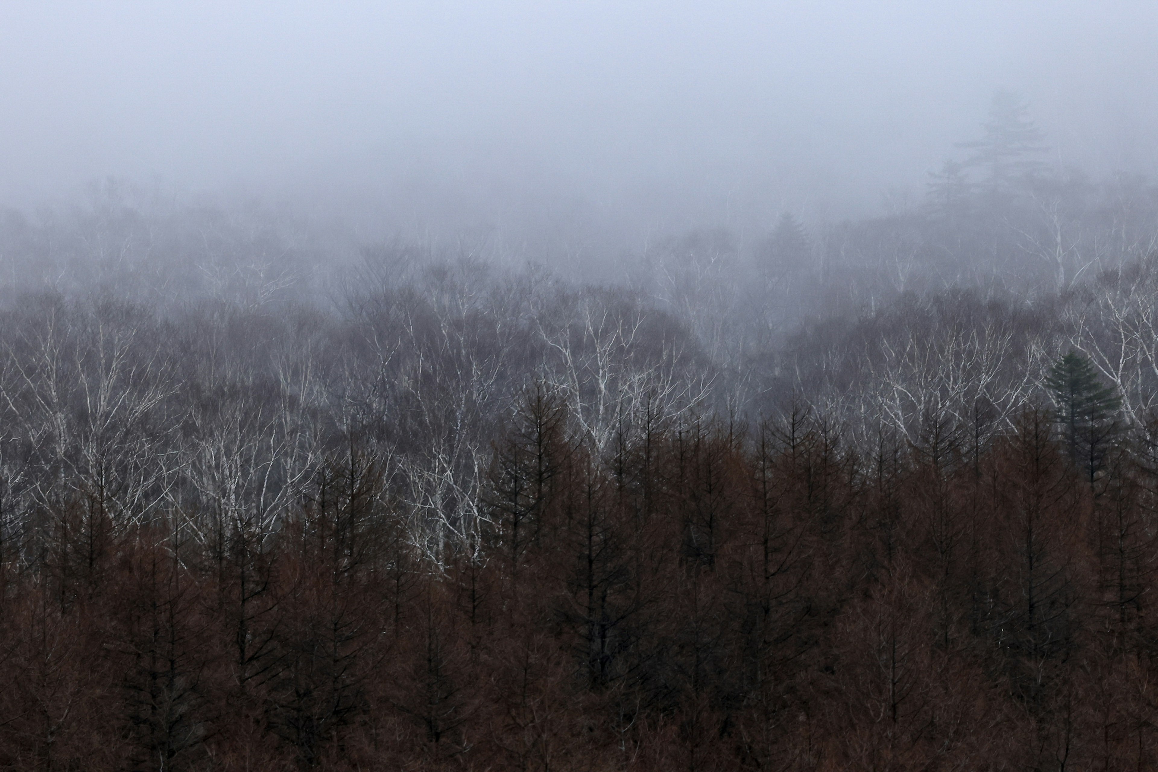 Nebelbedecktes Waldland mit blassen Bäumen im Hintergrund