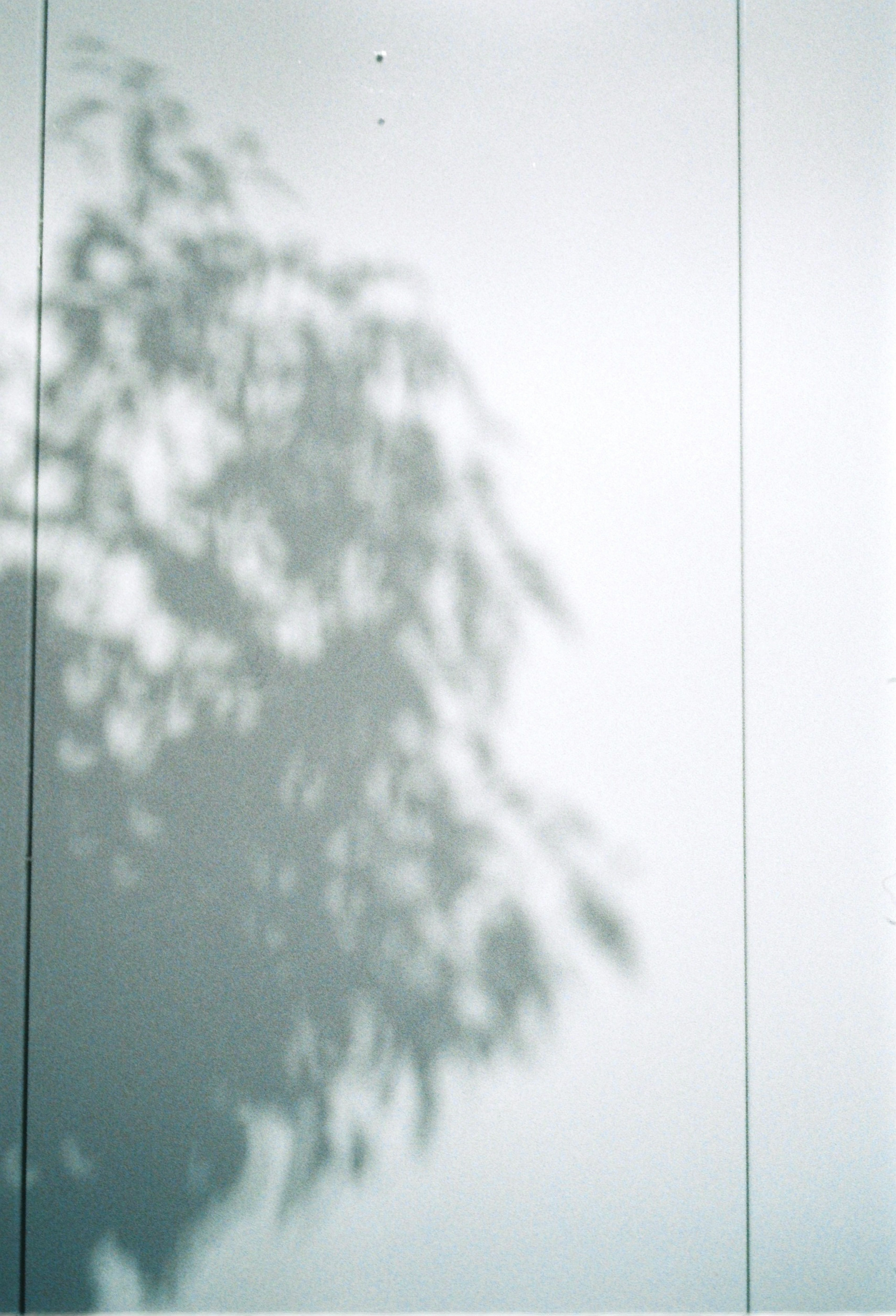 Soft shadow of a tree projected on a white wall