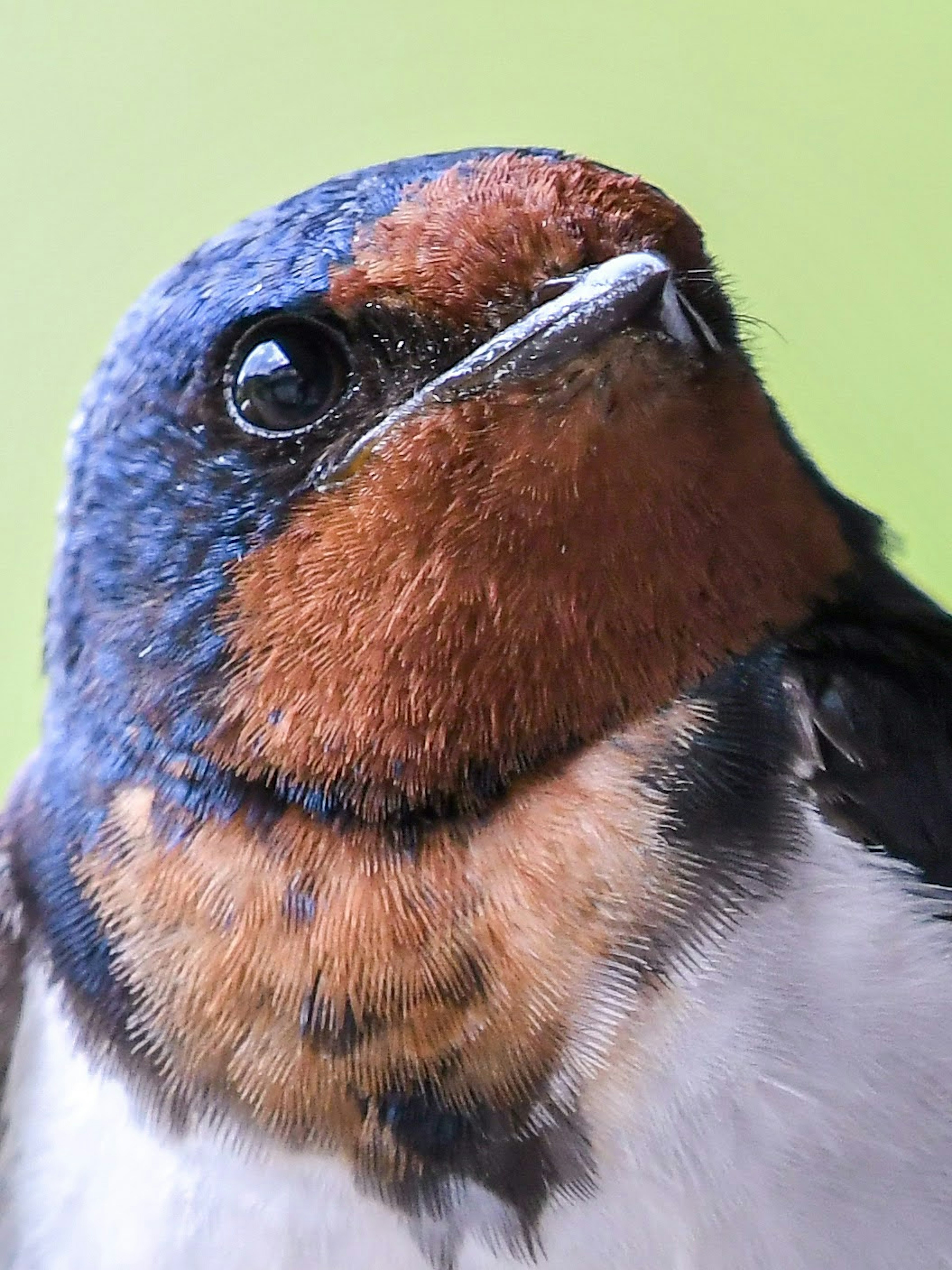 青い頭とオレンジ色の喉を持つ鳥のクローズアップ