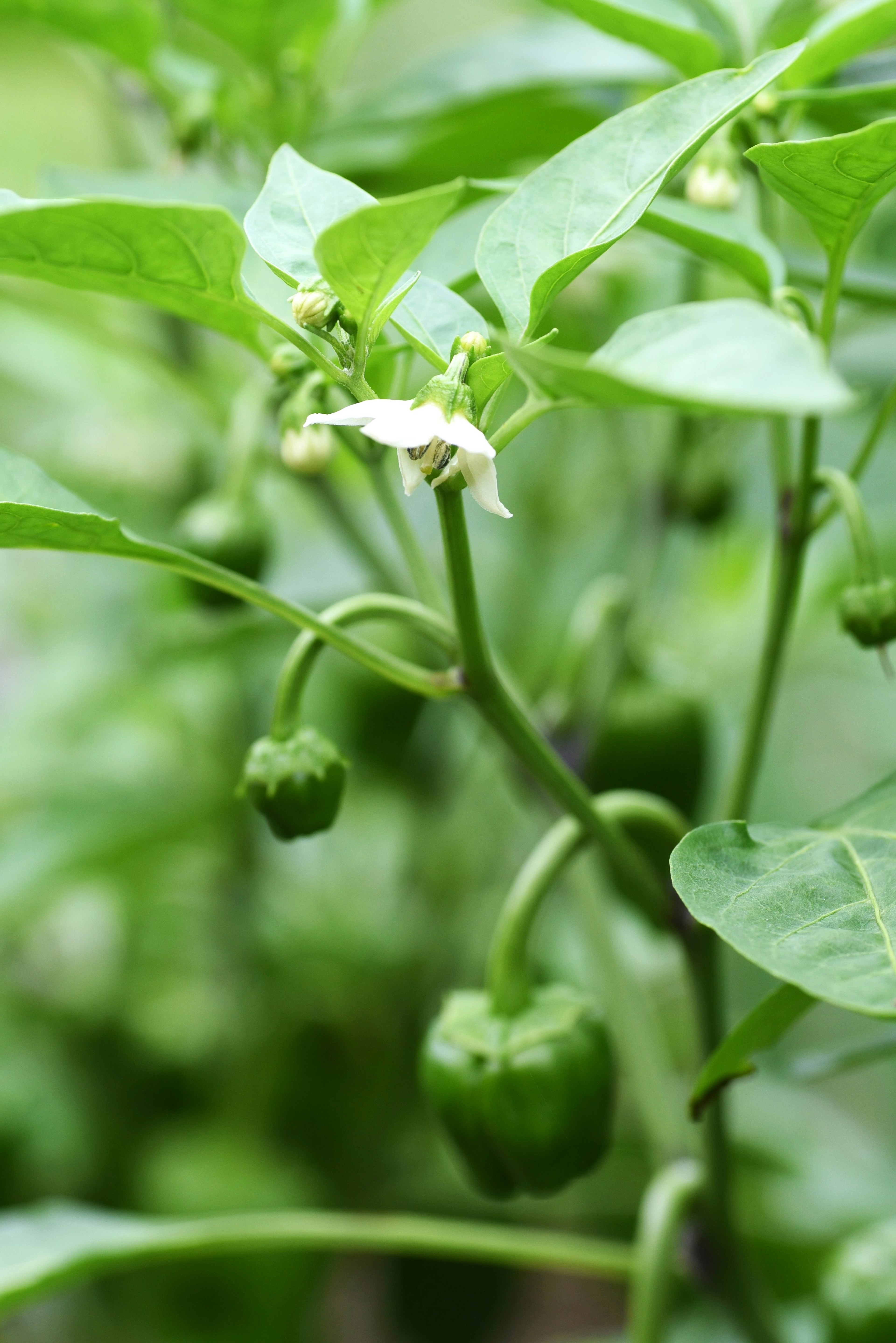 Green chili pepper plant with flowers and developing peppers