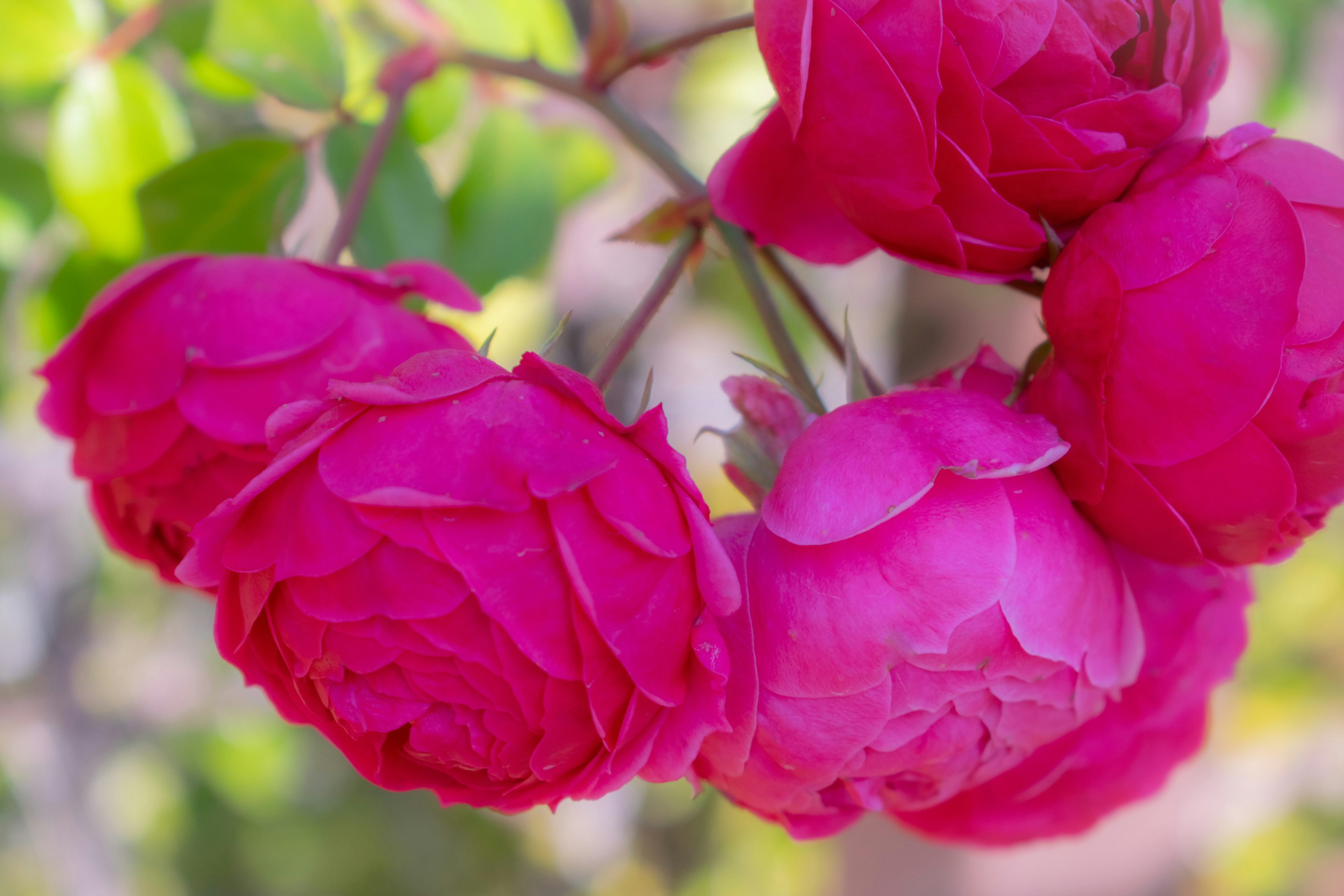 Raggruppamento di fiori di rosa rosa vivace con foglie verdi rigogliose