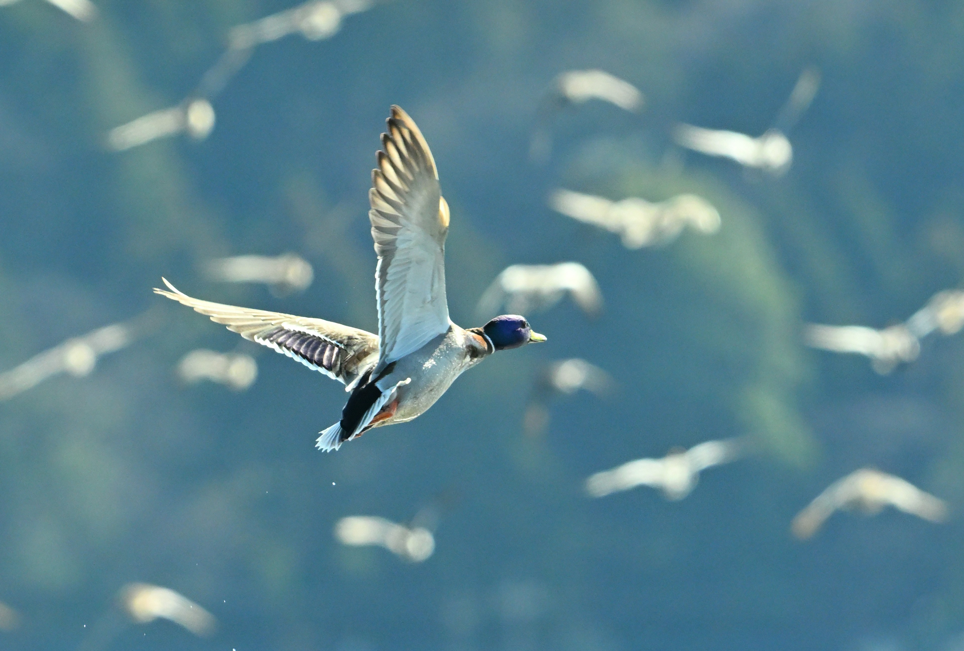 Ein Vogel im Flug mit einem Schwarm Vögel im Hintergrund