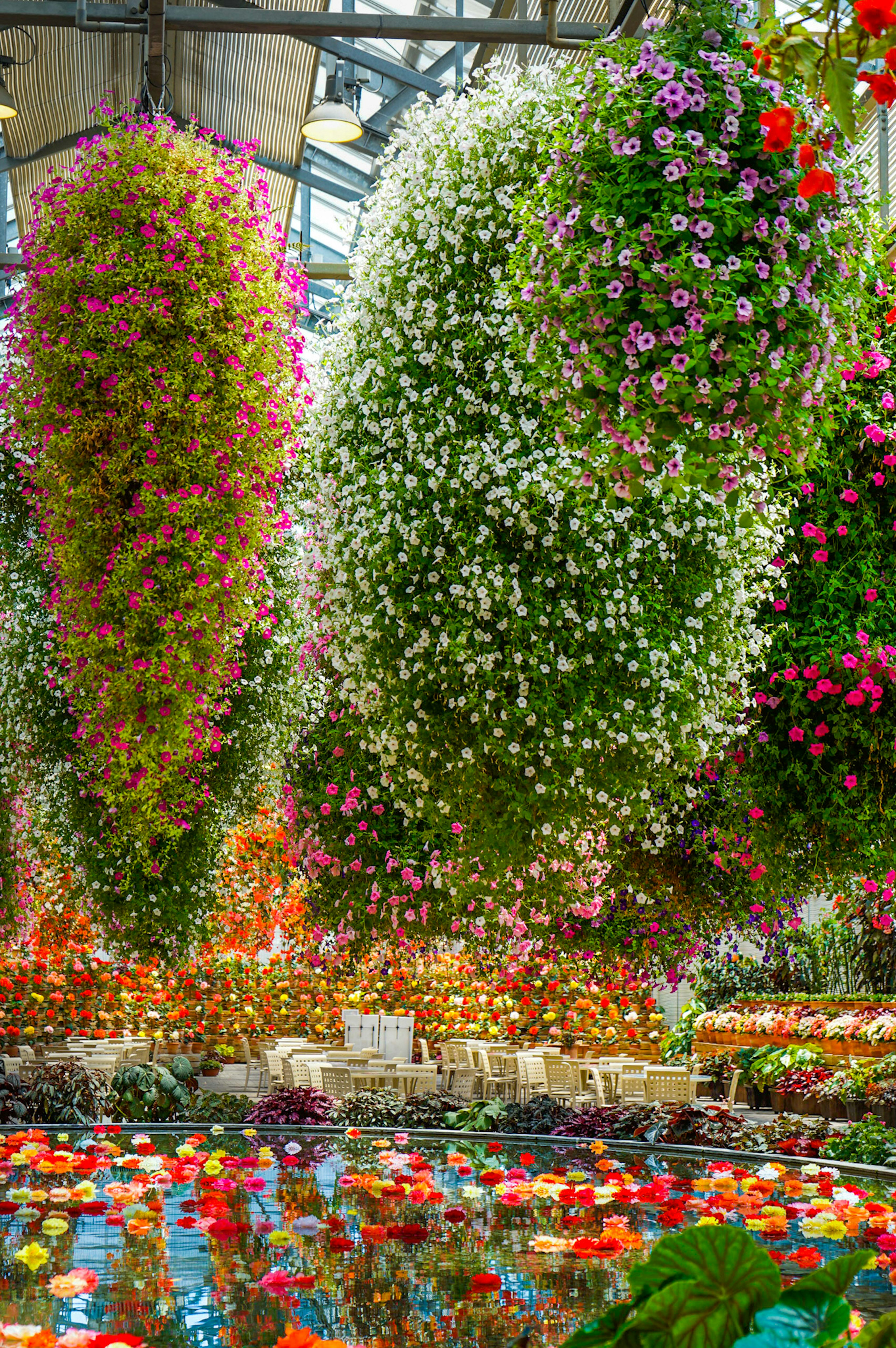 色とりどりの花が咲く温室の内部 植物が吊るされている様子