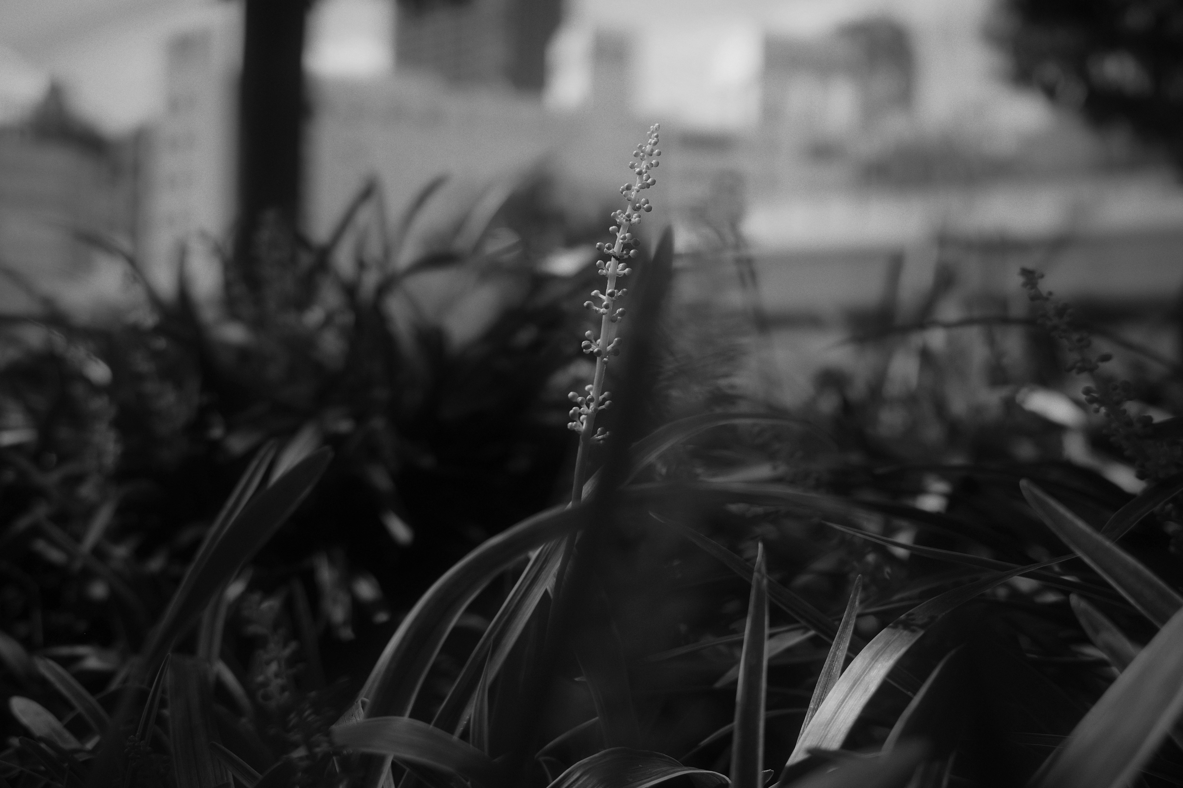 Image en noir et blanc avec des plantes vertes et une fleur au premier plan