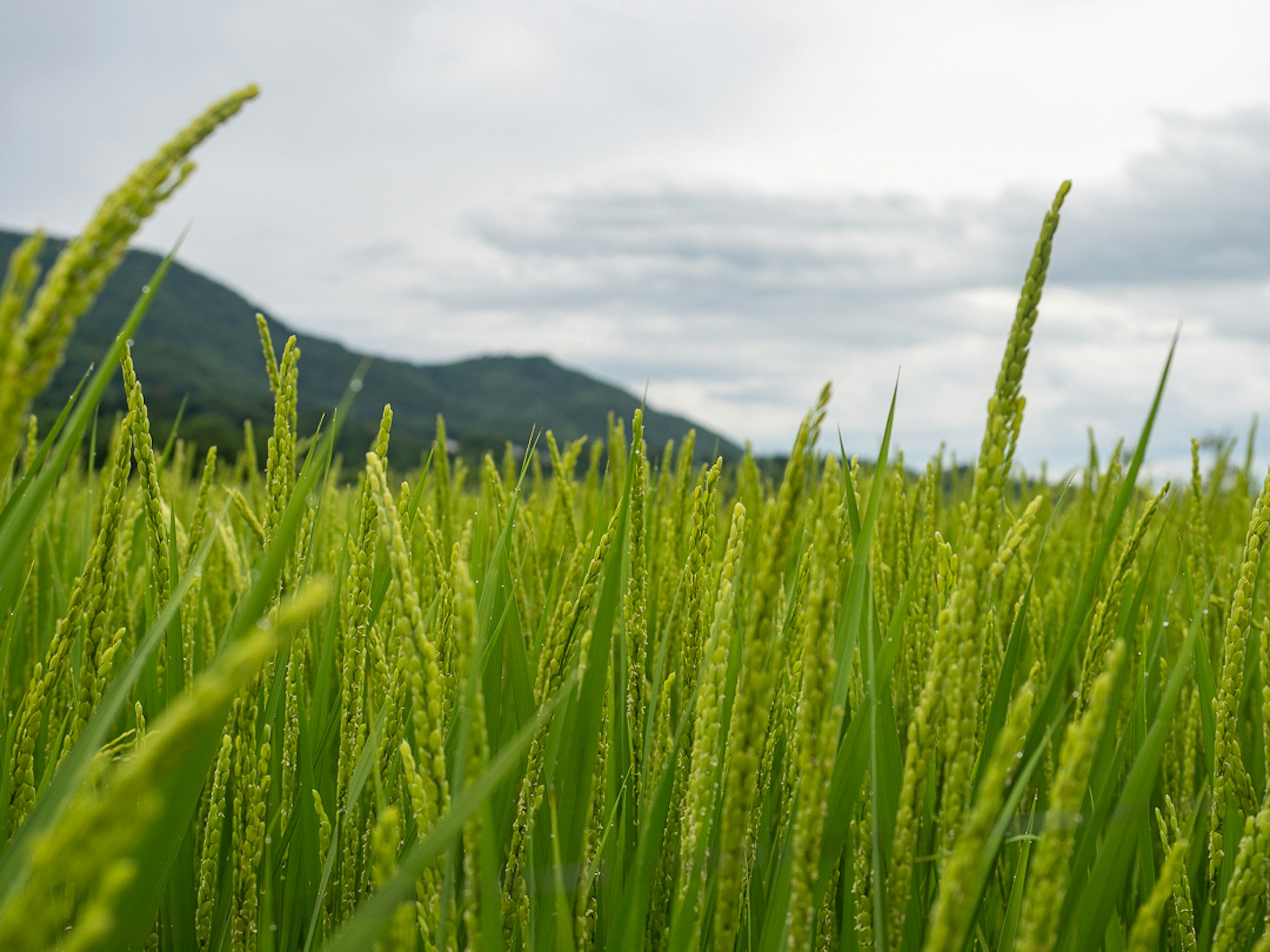 Green rice plants with a mountainous background