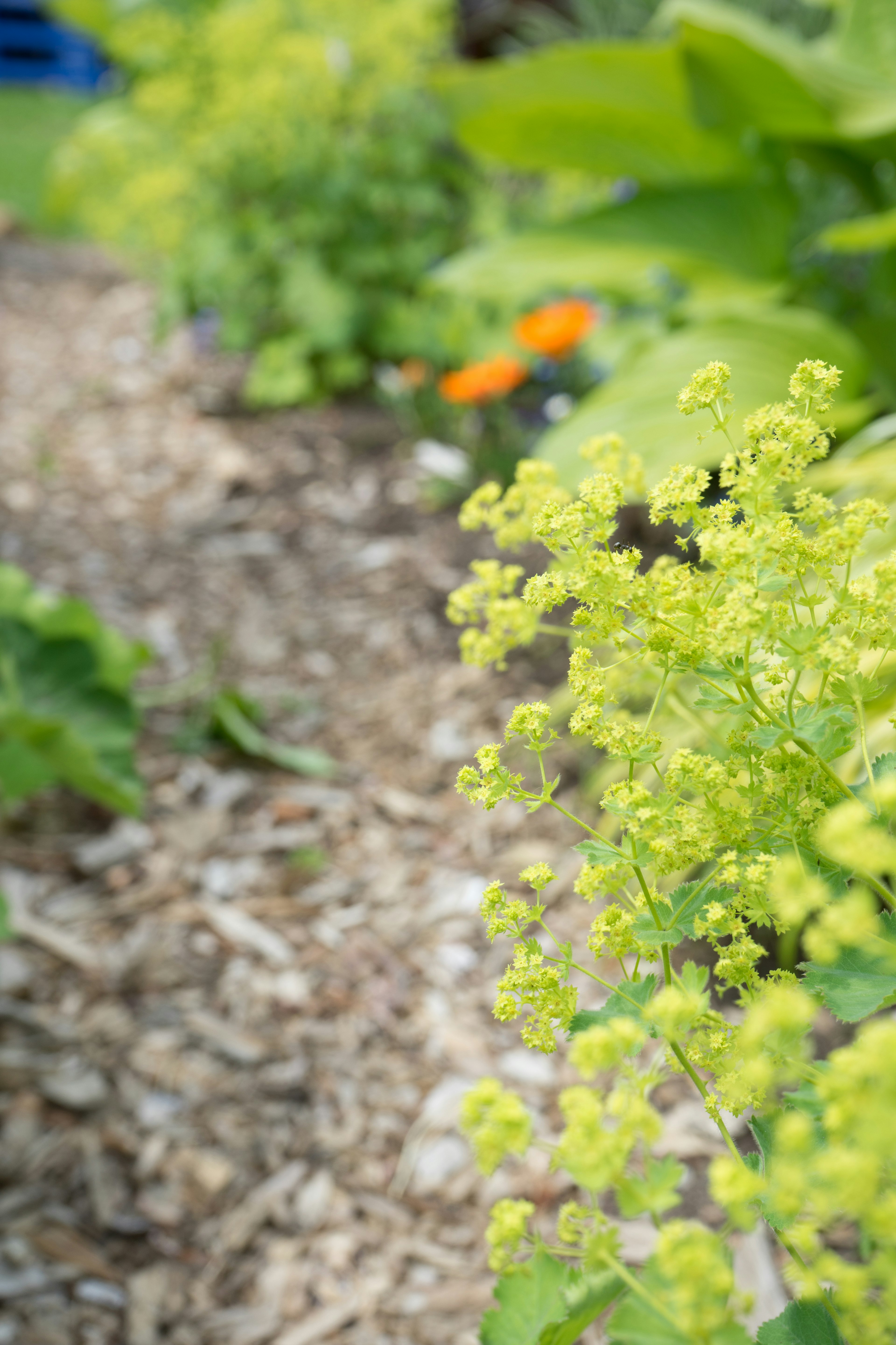 緑色の花が咲く庭の道端の植物