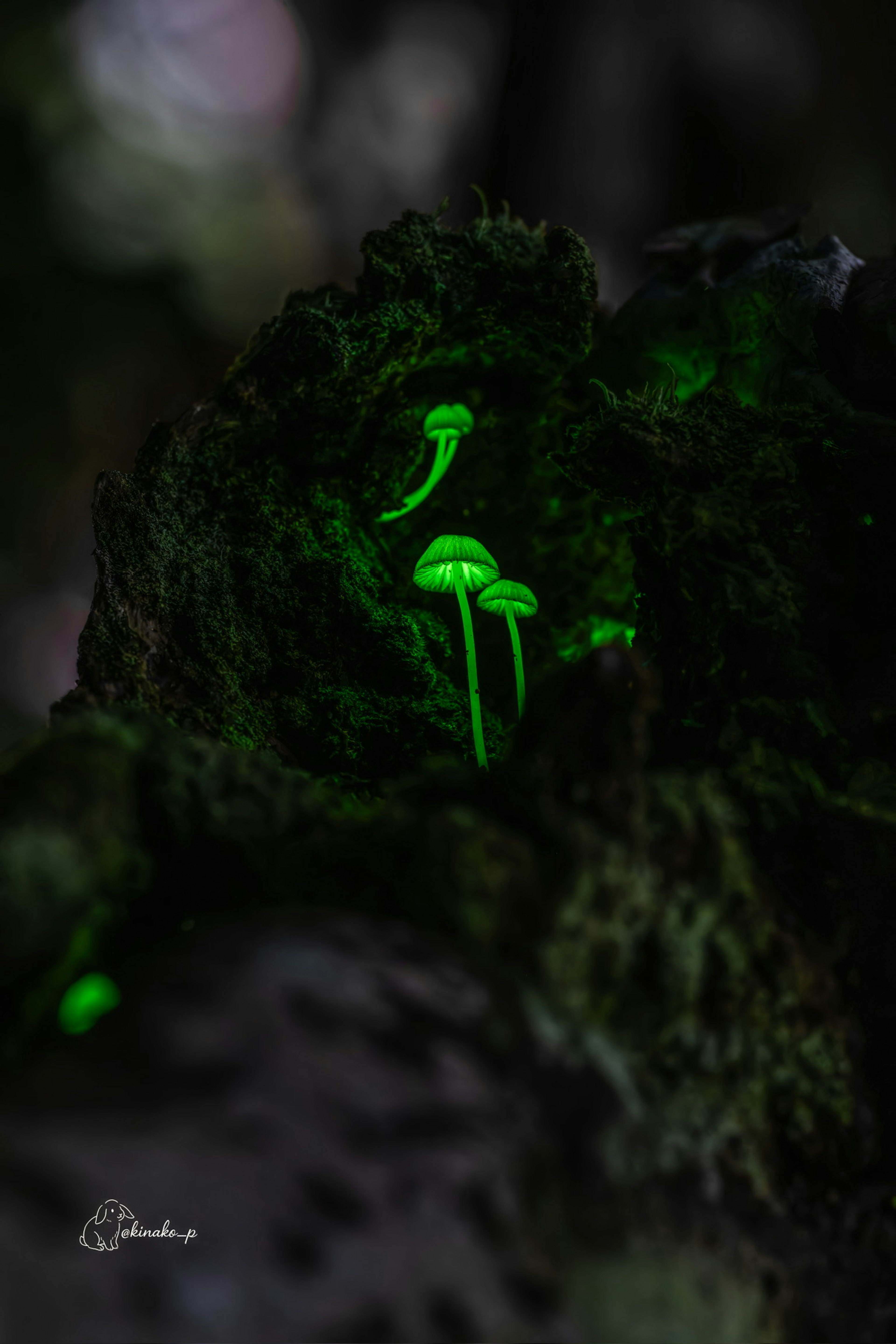 Champignons verts lumineux émergeant de l'écorce mousseuse sombre