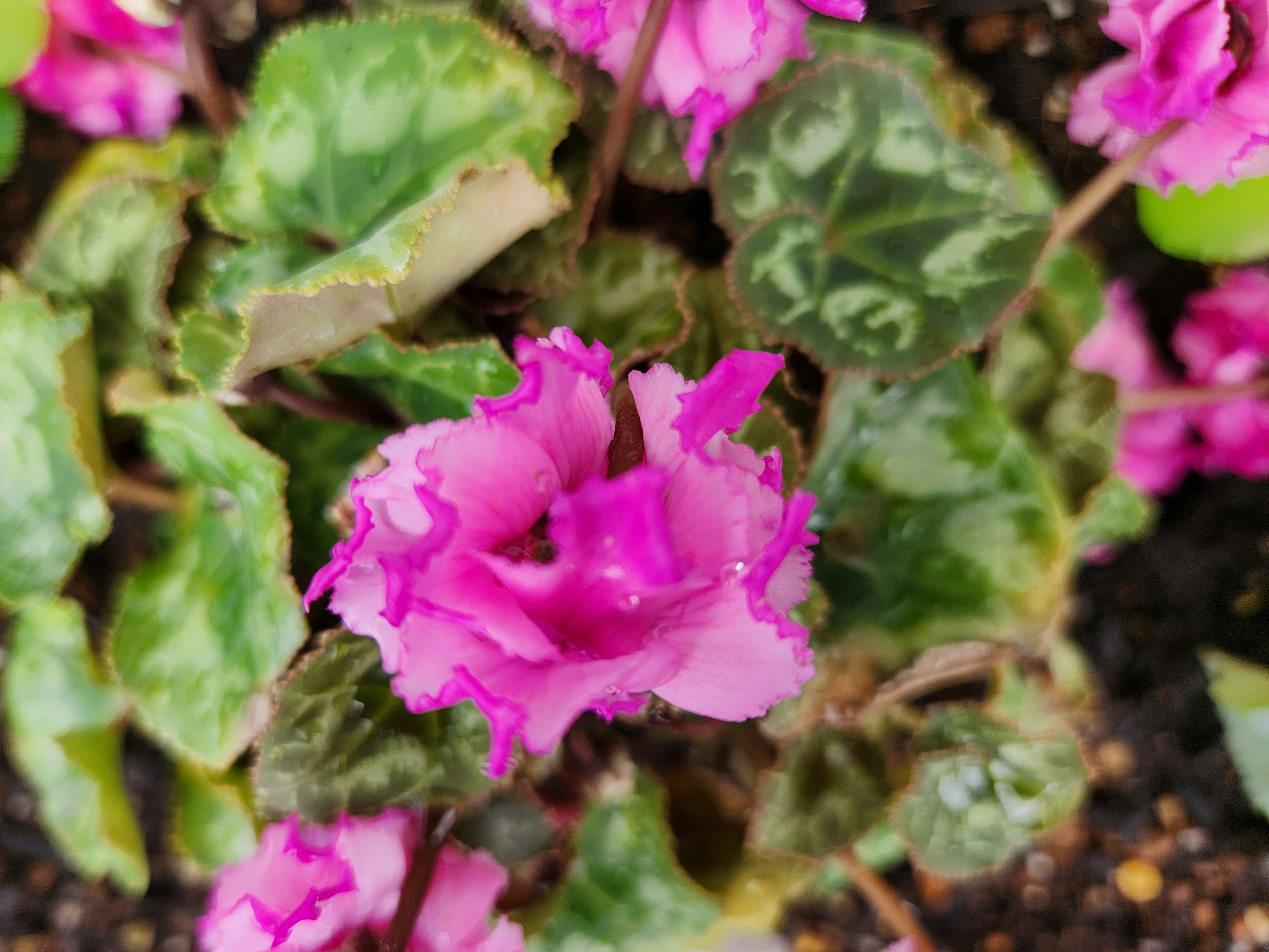 Hoa cyclamen hồng rực rỡ với lá xanh đặc trưng