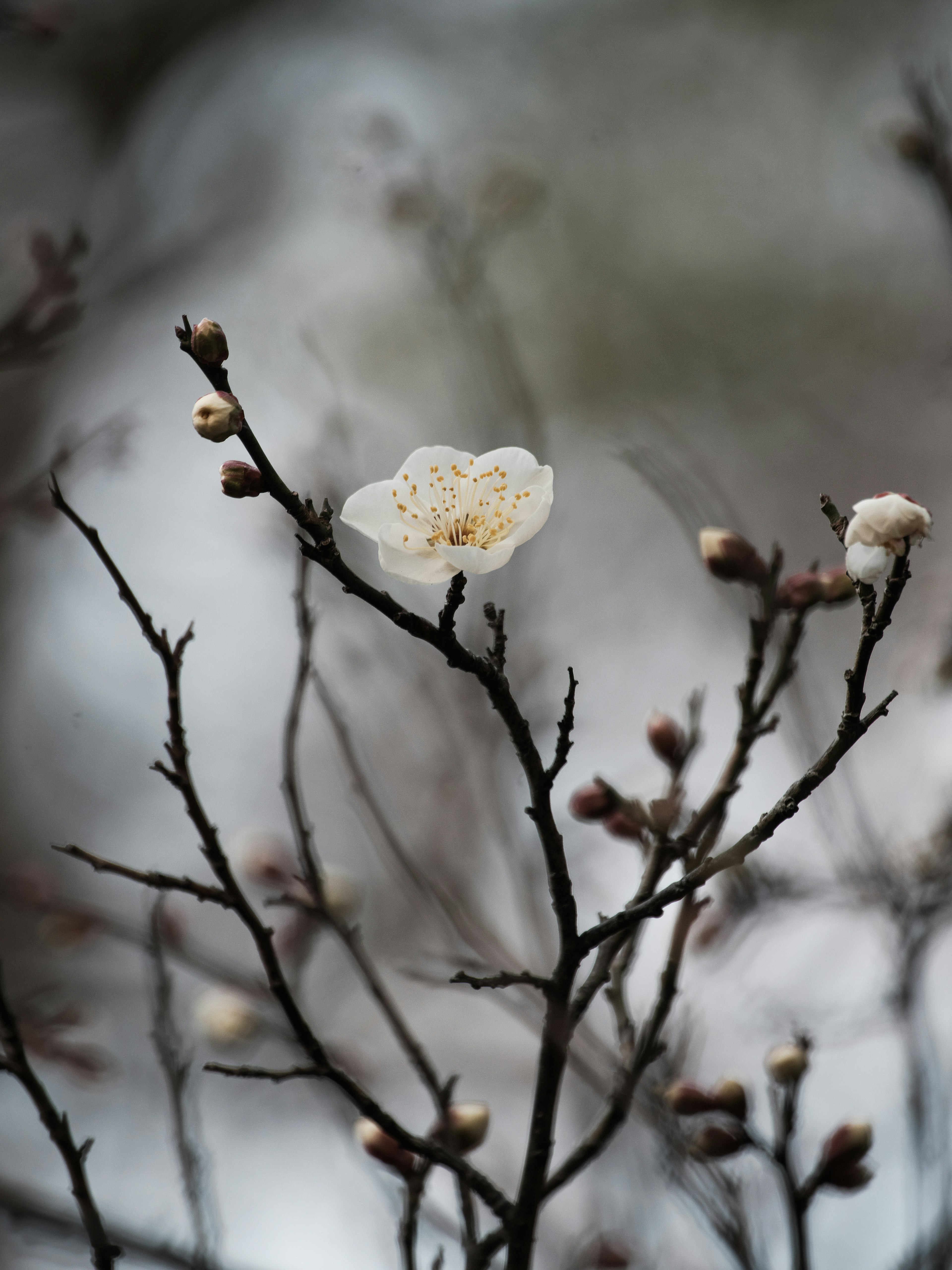 Gros plan sur une fine branche avec une fleur blanche et des bourgeons