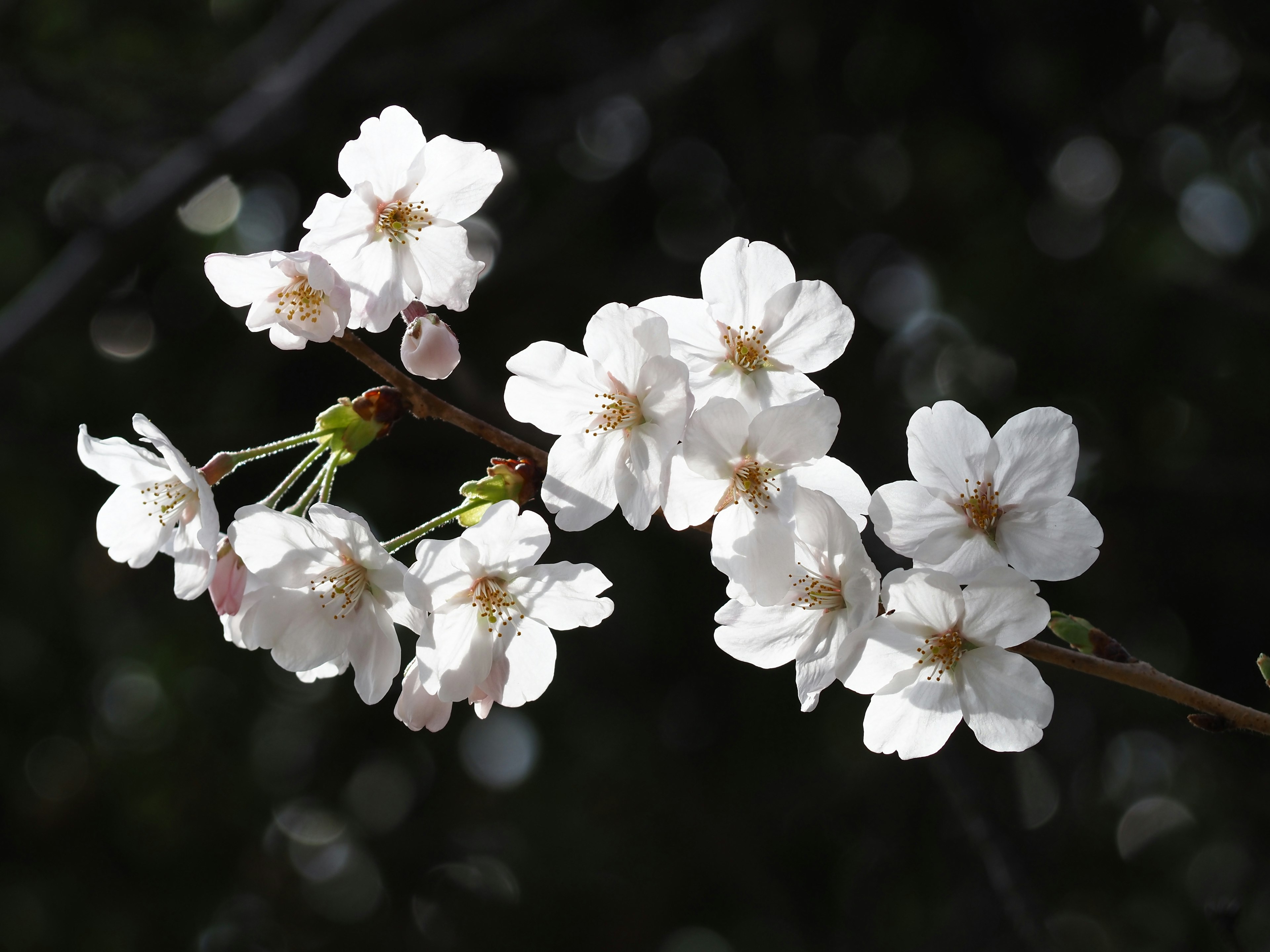 Primer plano de flores de cerezo blancas en una rama