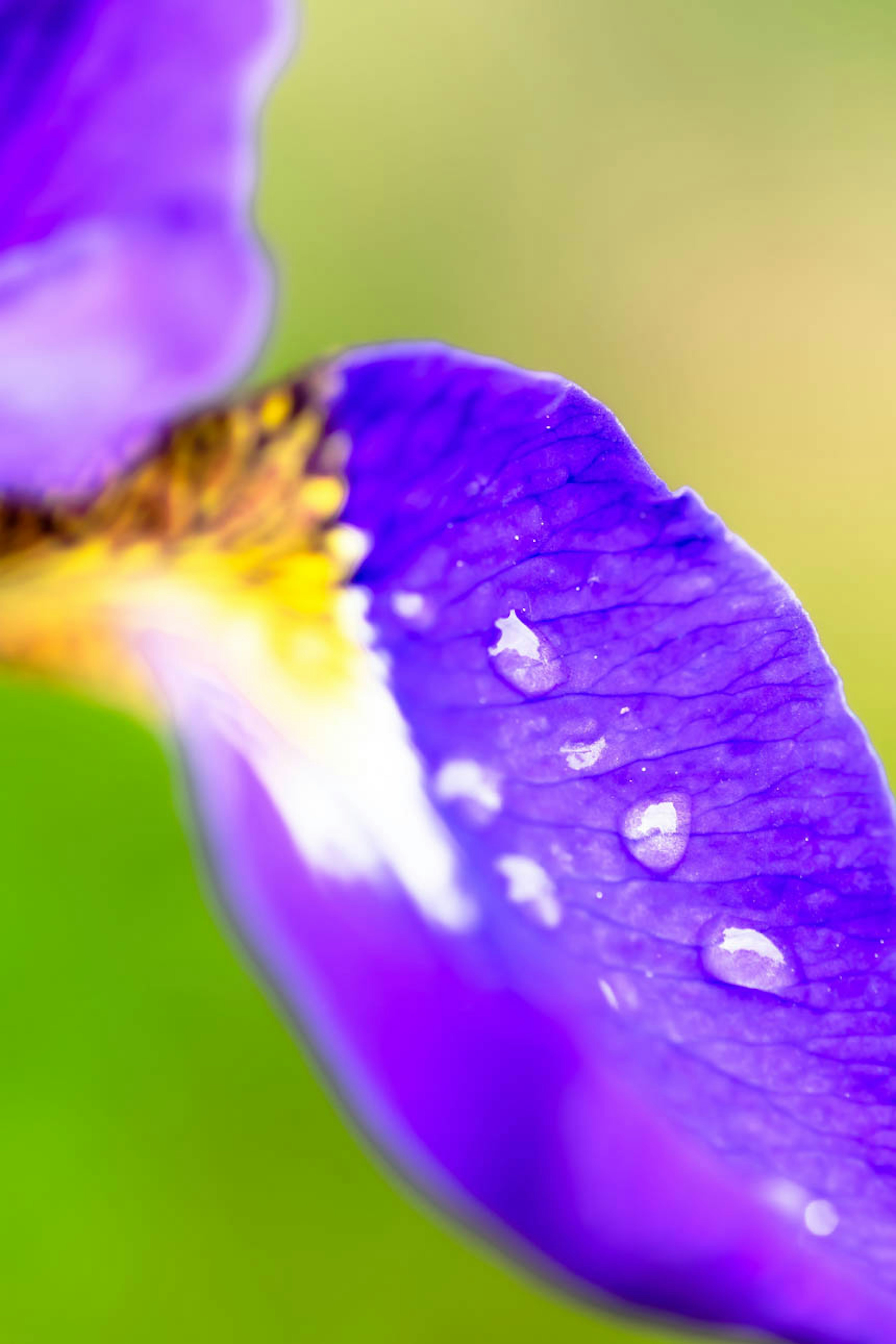 紫色の花びらに水滴が付いている鮮やかな画像