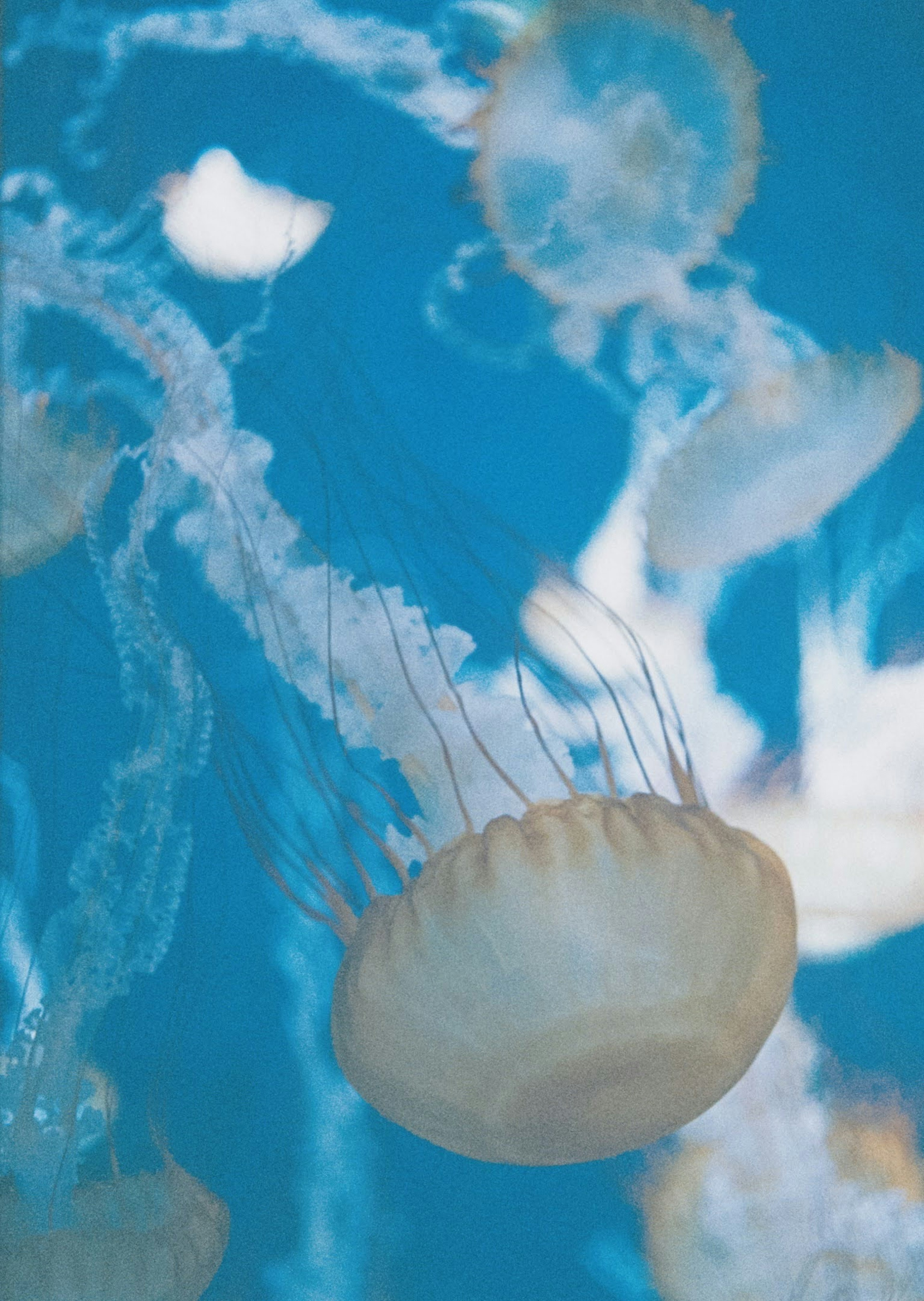 A group of jellyfish swimming in blue water