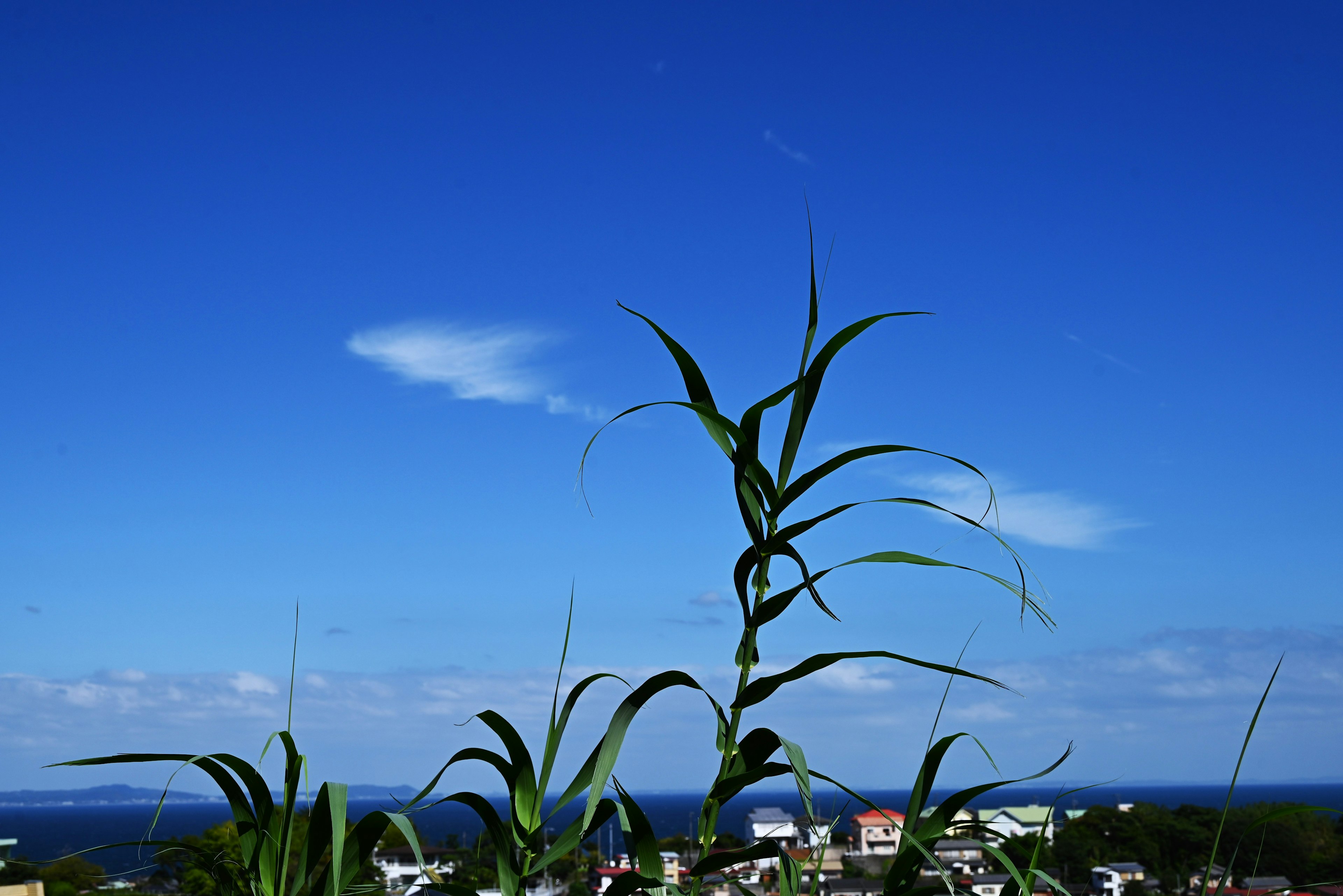 Rumput tinggi melawan langit biru cerah dengan pemandangan laut di kejauhan