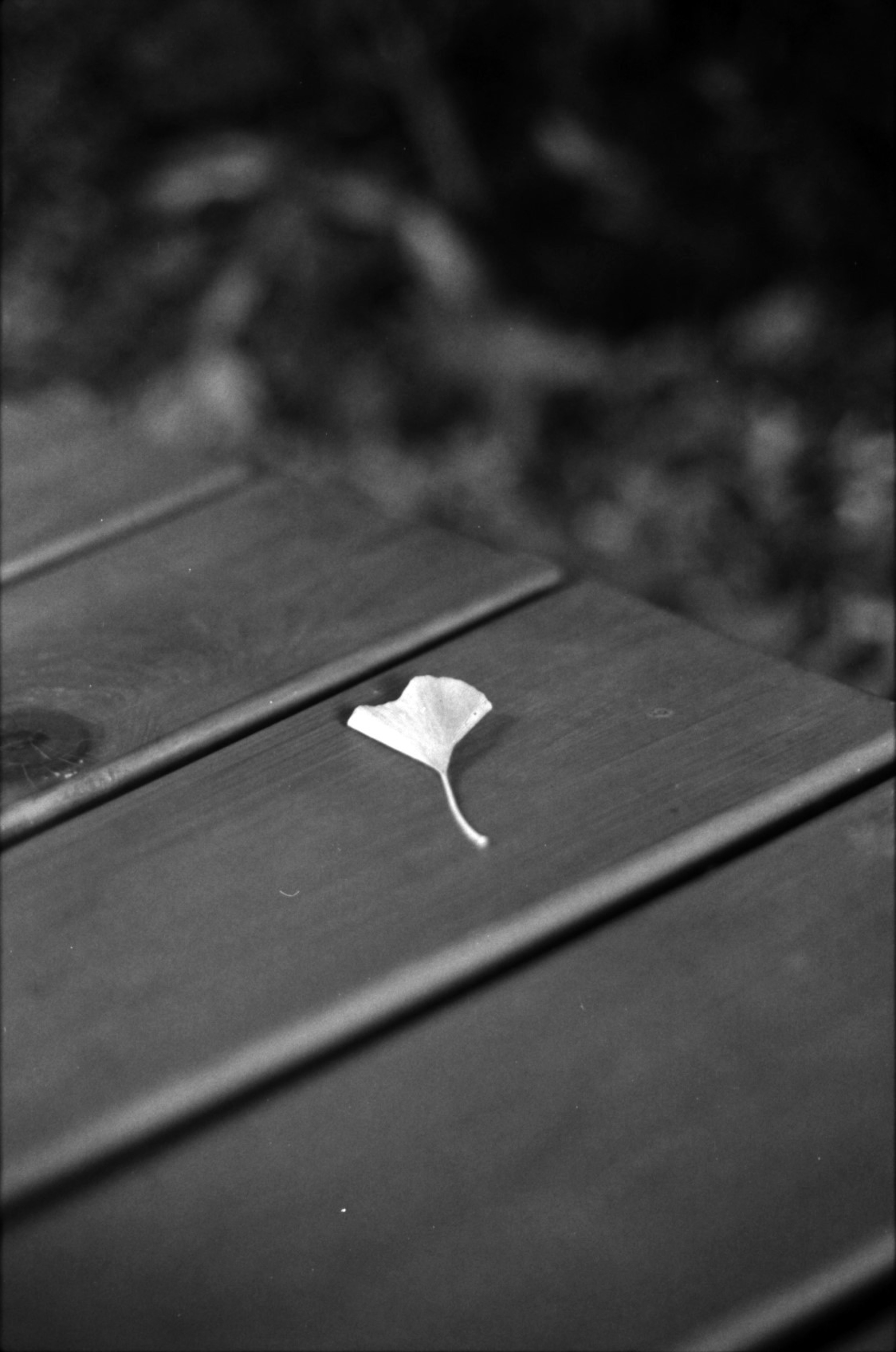 A white leaf on a dark wooden table