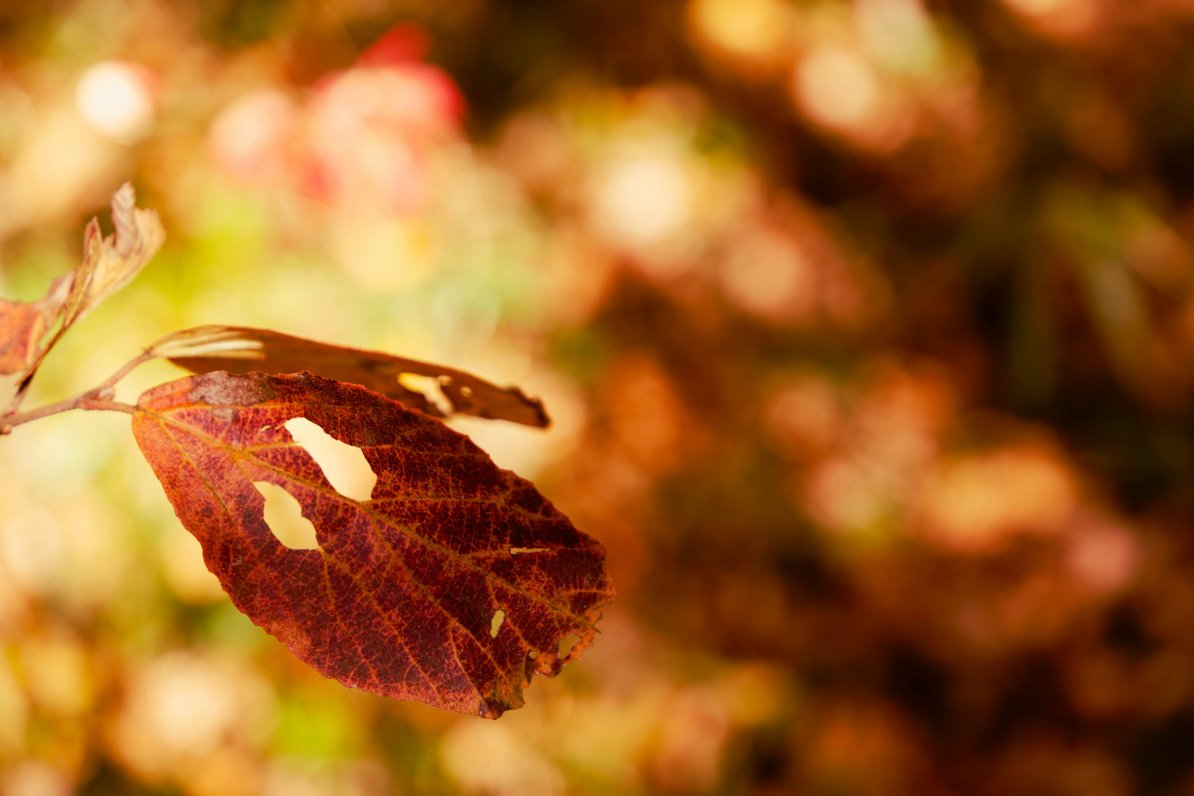 Gros plan sur une feuille d'automne avec des couleurs vives et un arrière-plan flou