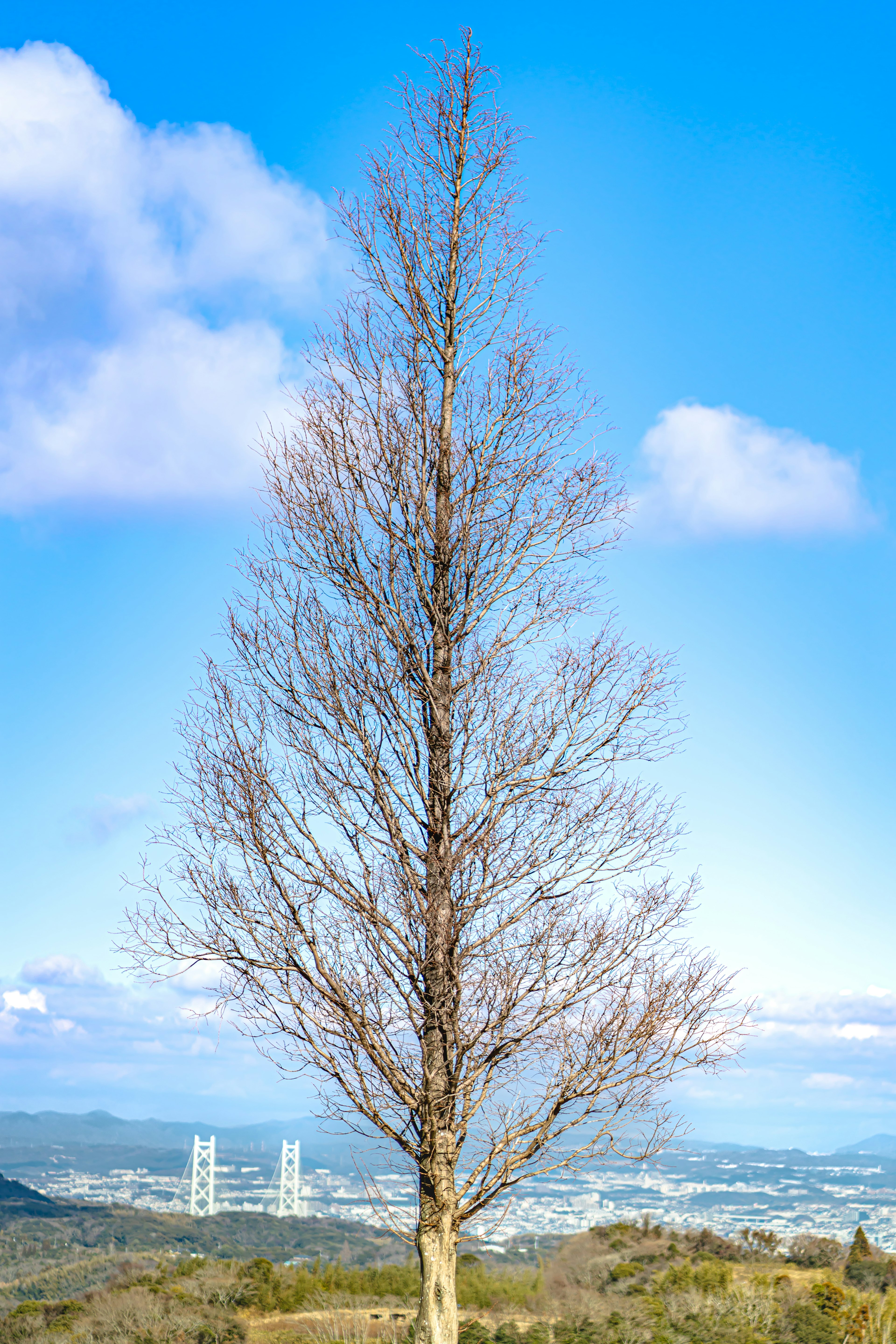 Arbre élancé sous un ciel bleu clair avec un paysage lointain