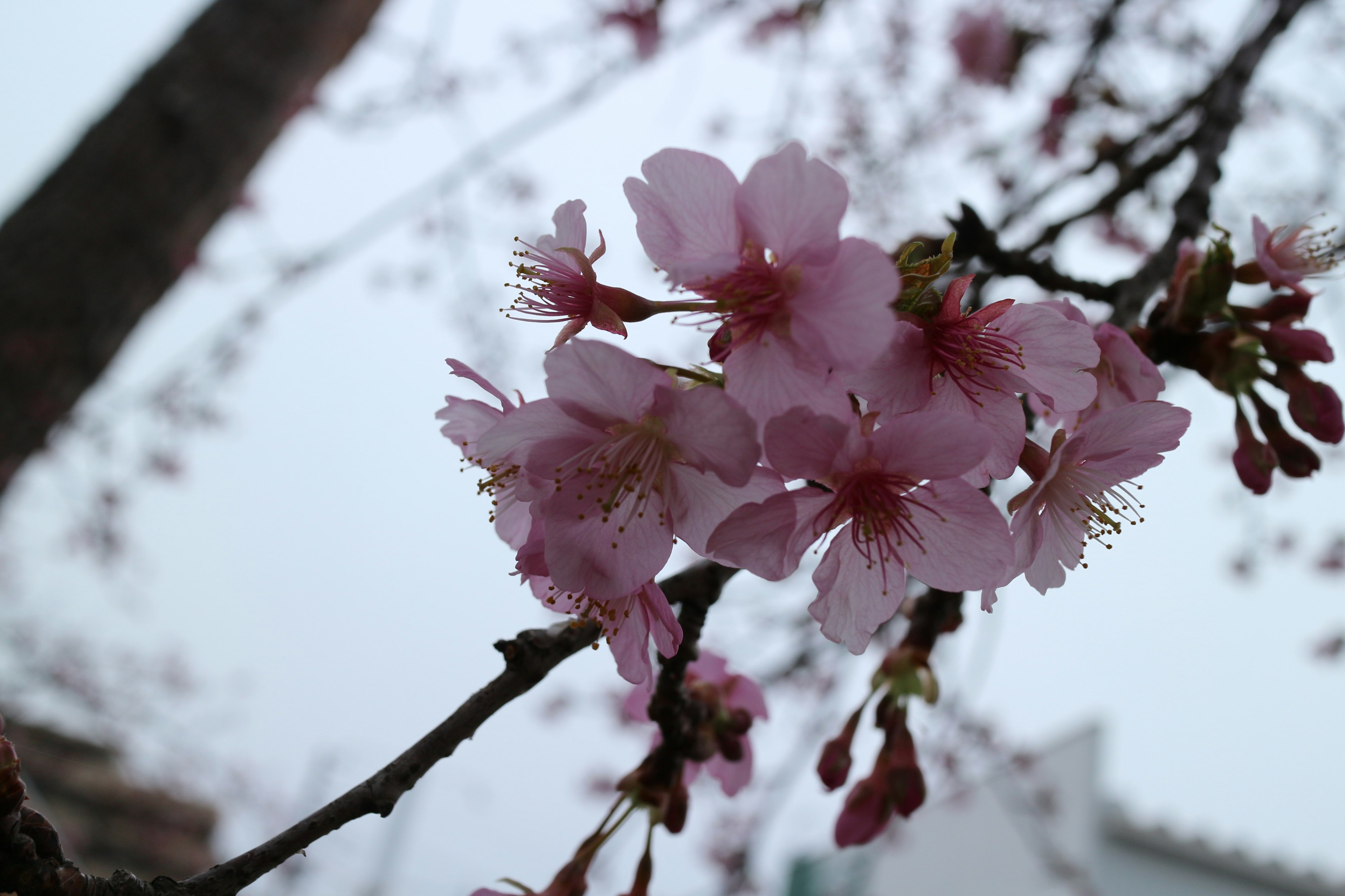 Close-up bunga sakura di cabang