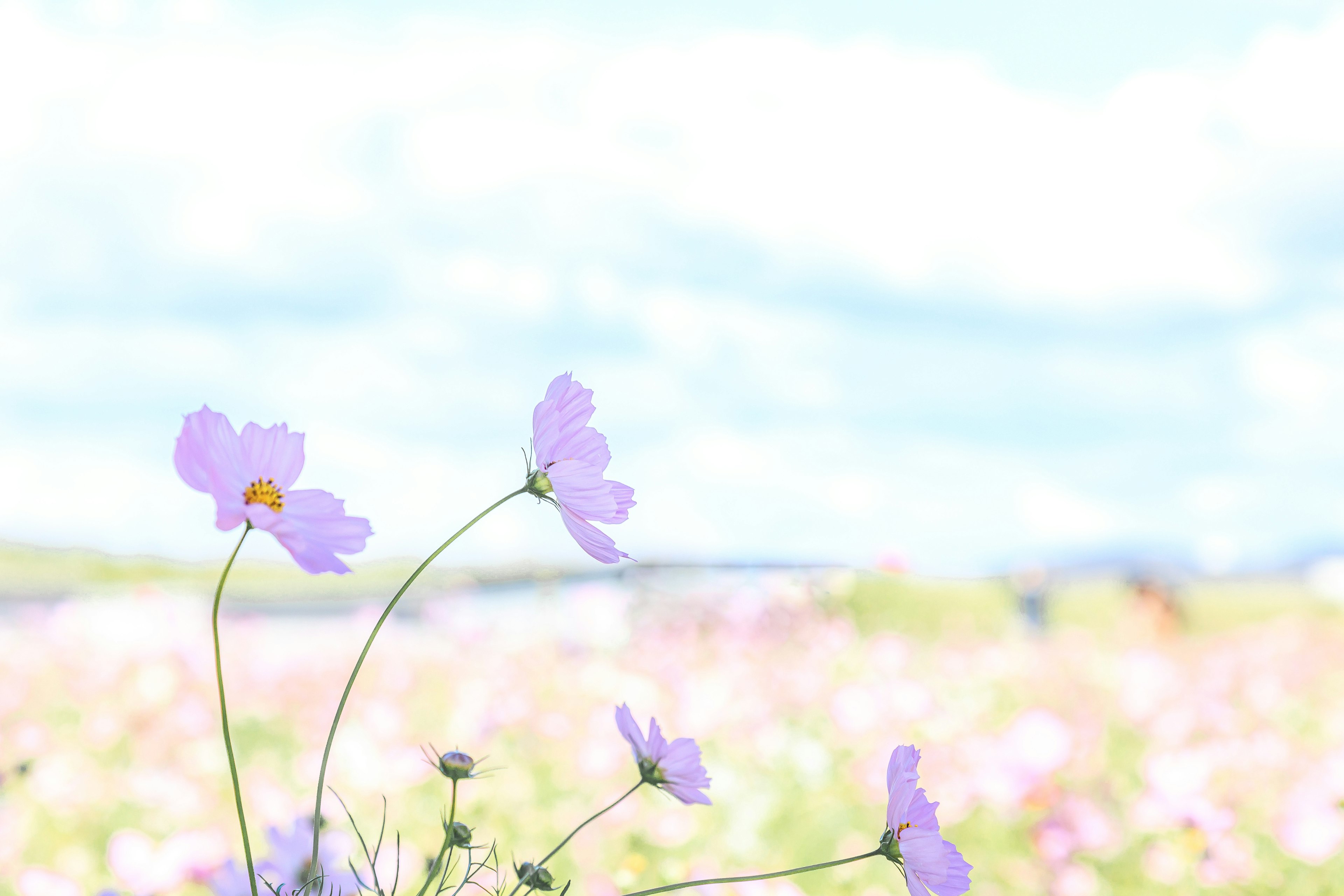 Field of light purple flowers with a bright sky and clouds in the background