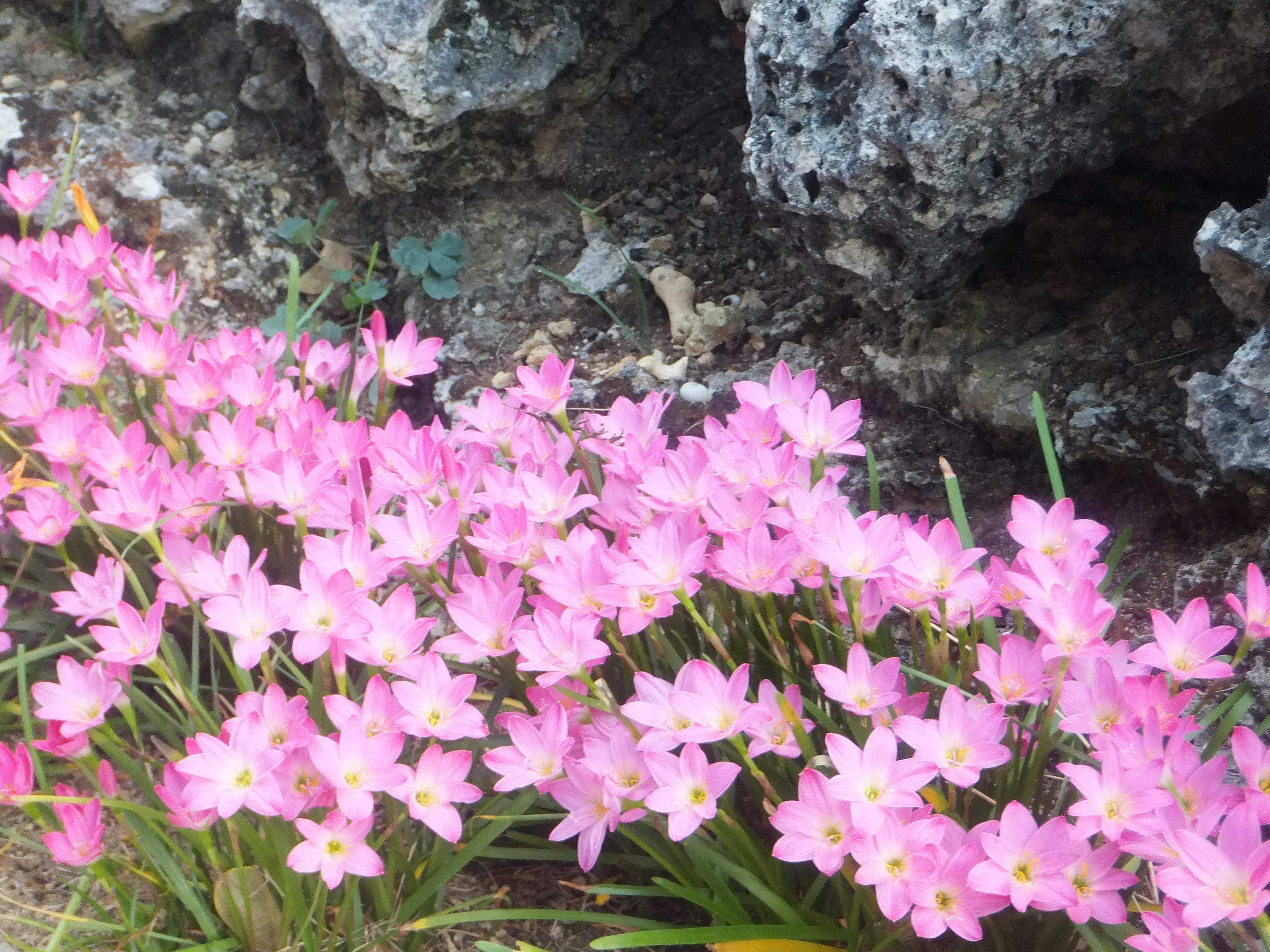 Grupo de flores rosas floreciendo cerca de las rocas