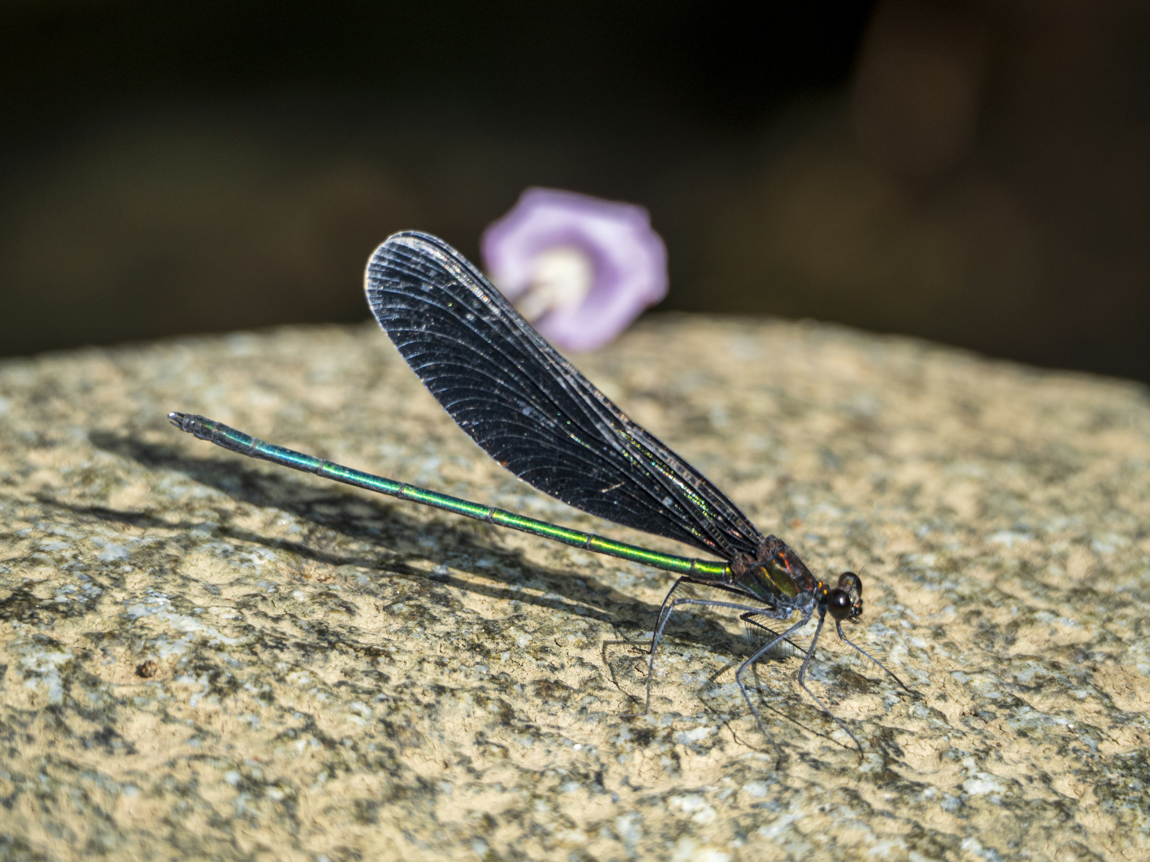 A black-winged dragonfly perched on a stone with a purple flower nearby